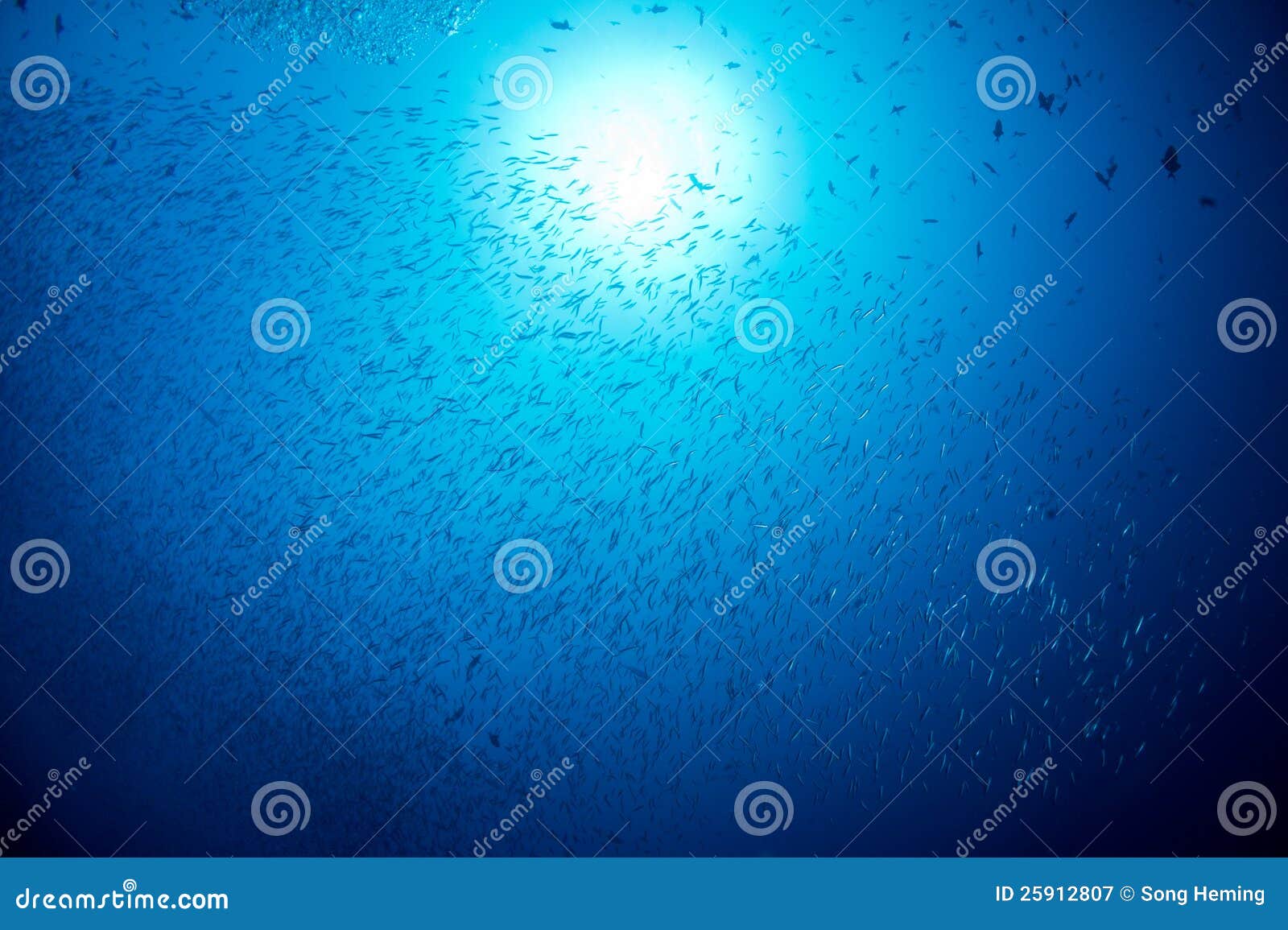 Sardine group stock image. Image of exploration, tourist 25912807