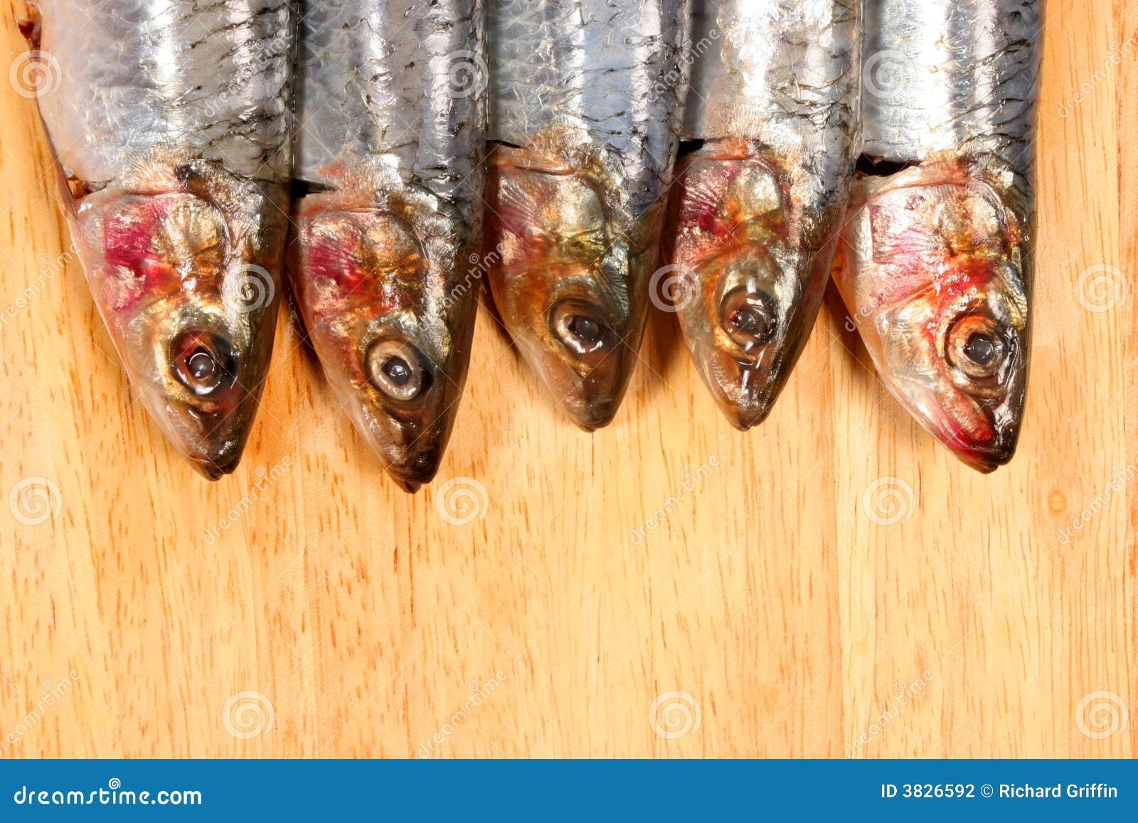 Sardine heads stock photo. Image of scale, head, sardine 3826592