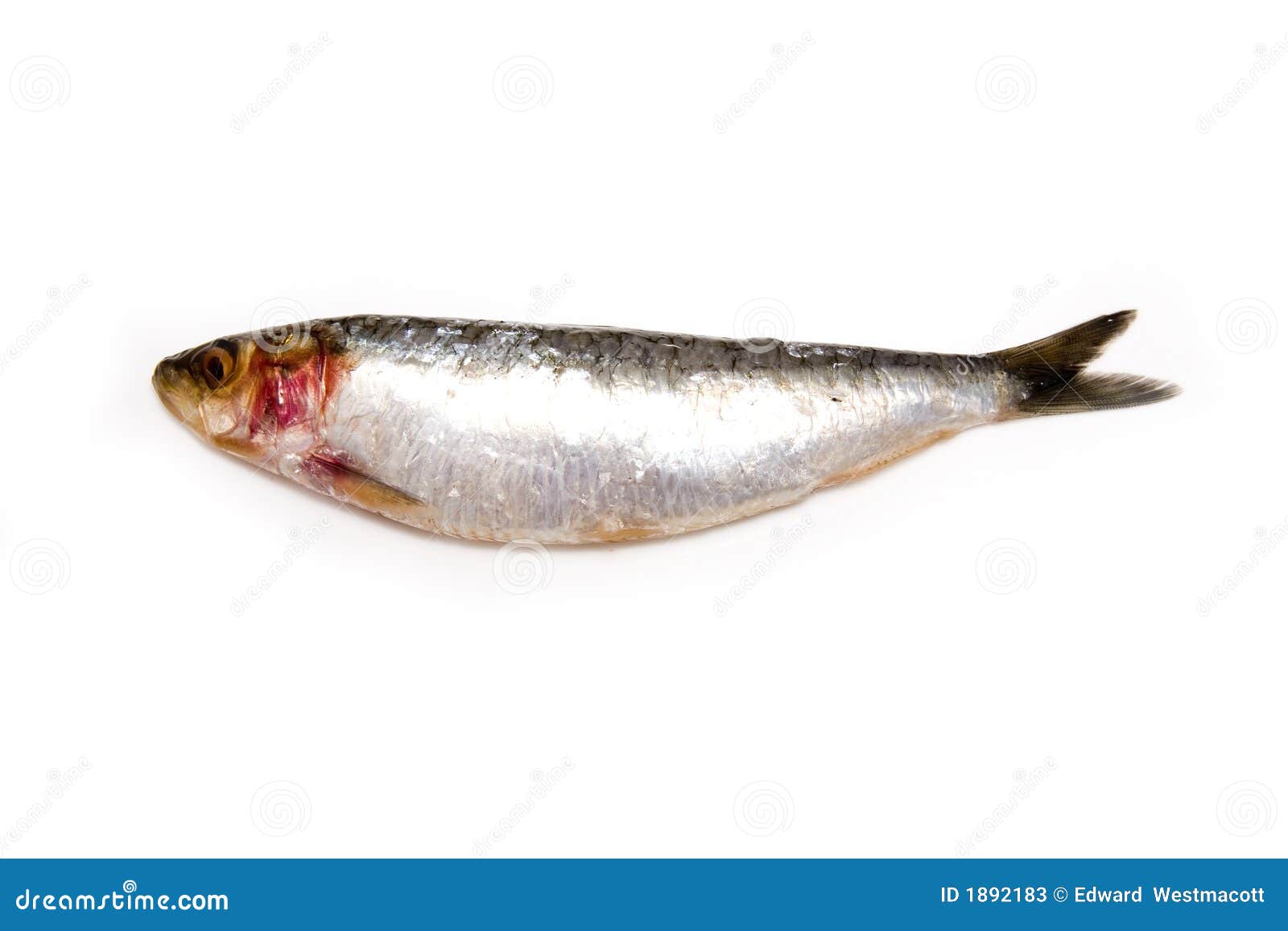 Sardine isolated on white stock image. Image of white 1892183
