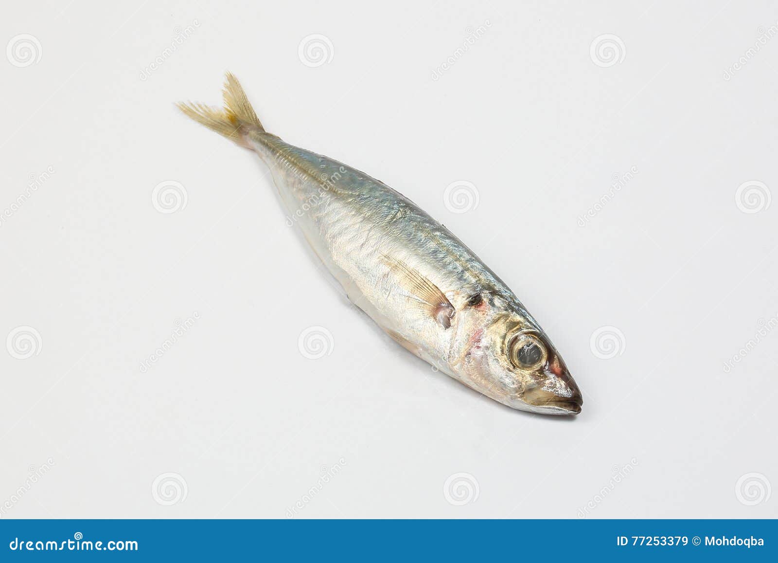 Sardine Pilchard Herring Fish Stock Image Image of marine, herring