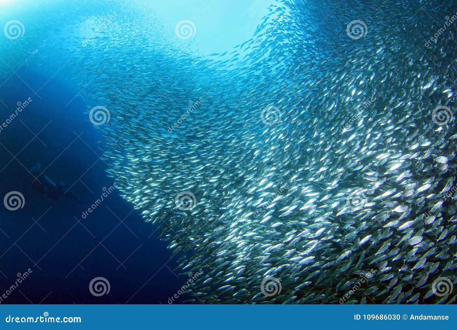 Man Dive To Sardine Fish School. Huge Colony Of Pelagic Fish In Open