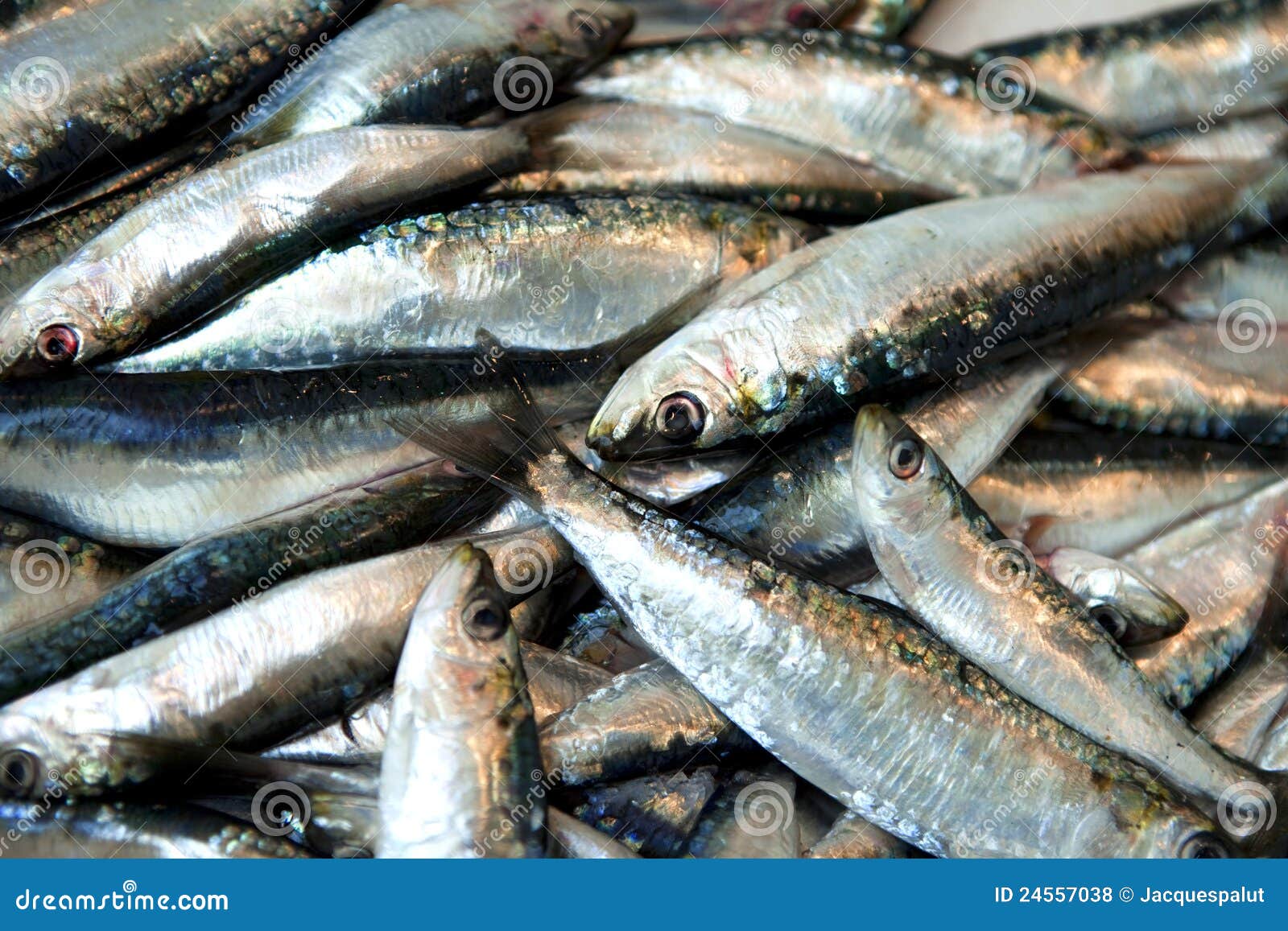 Sardinen stockfoto. Bild von fische, sardinen, fischen 24557038