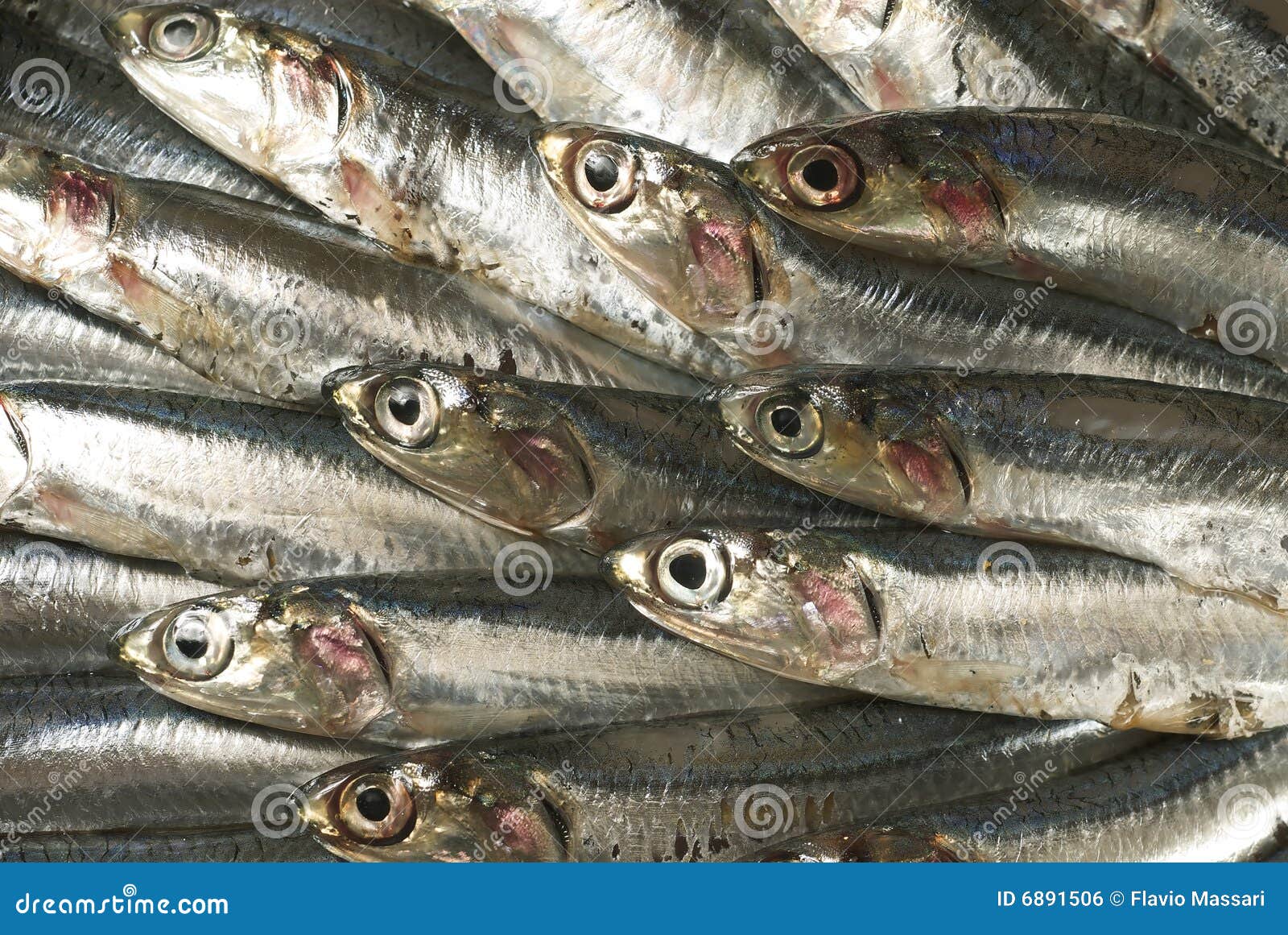 Sardines stock photo. Image of group, harvesting, crowd 6891506