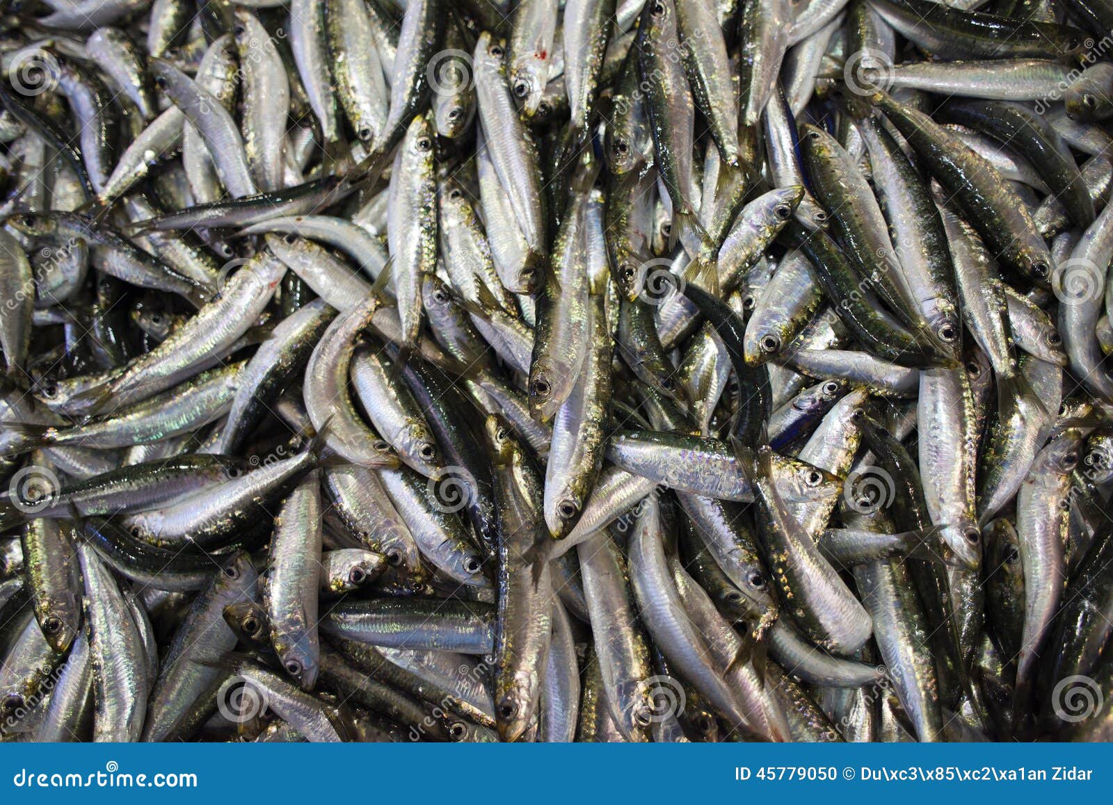 Sardines stock photo. Image of diet, nature, seafood 45779050