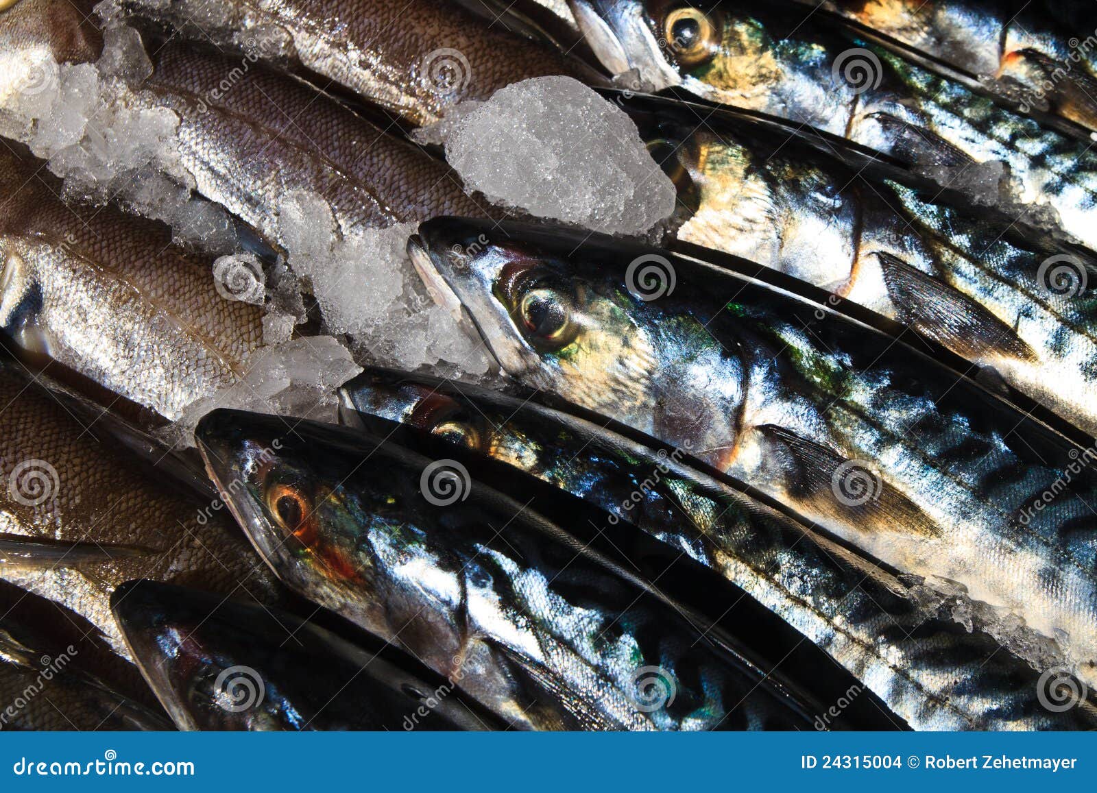 Sardines / Fish at Local Market Stock Photo Image of diet, meal 24315004