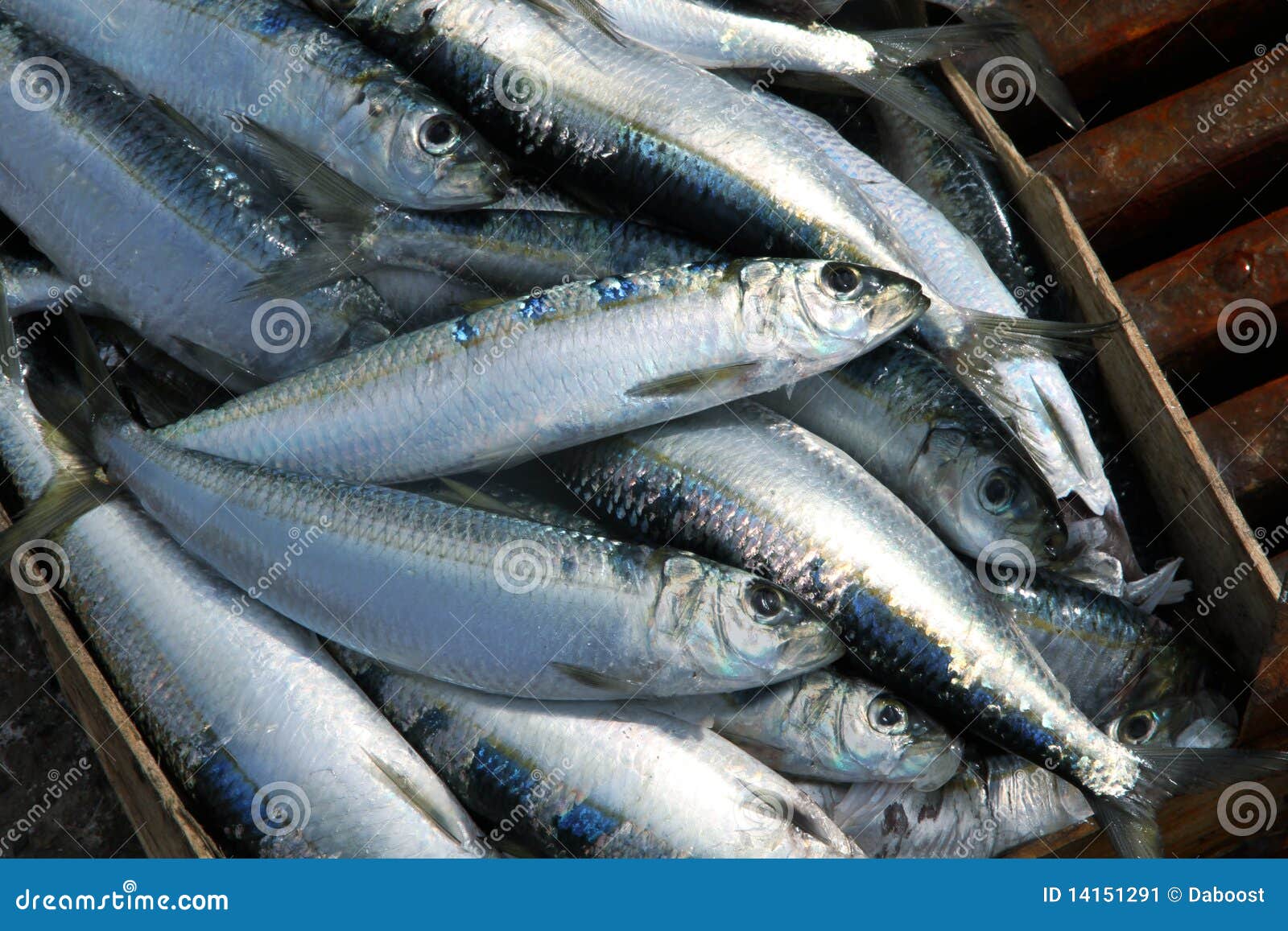 Sardines on a fish market stock image. Image of group 14151291