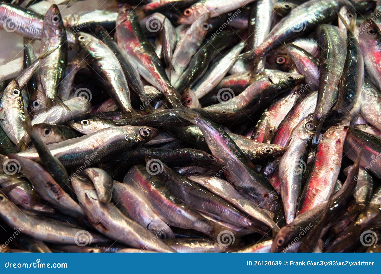 Sardines for sale stock image. Image of salt, fresh, crete 26120639