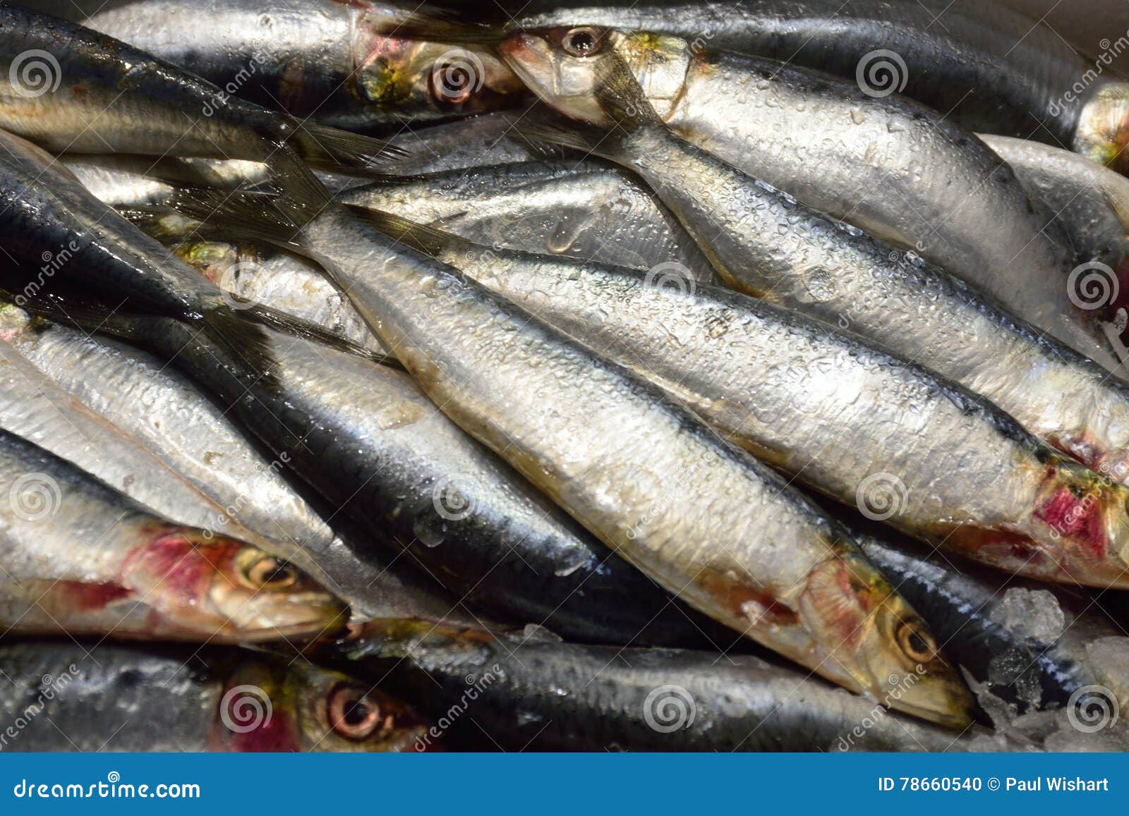 Sardines on sale stock photo. Image of silver, nutritious 78660540
