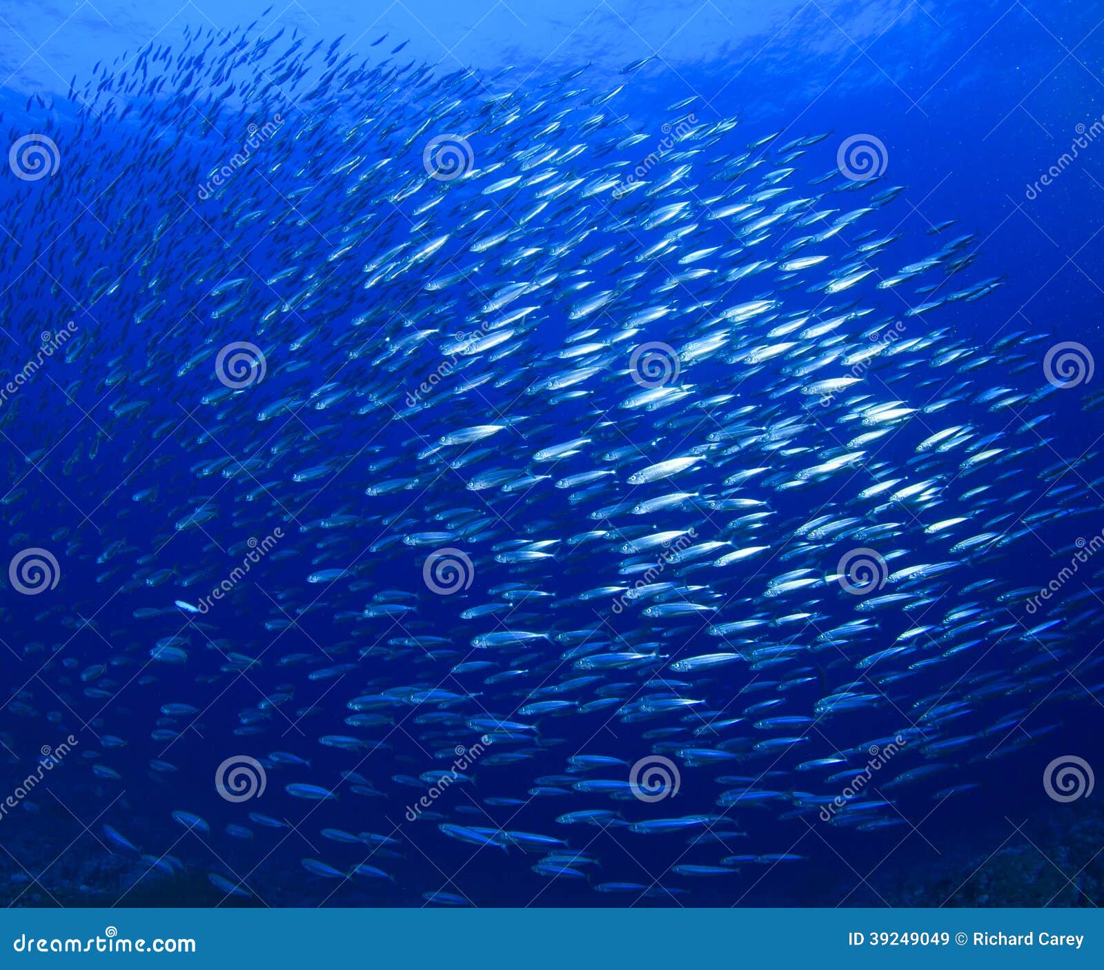 Sardines stock image. Image of thailand, mackerels, ocean 39249049