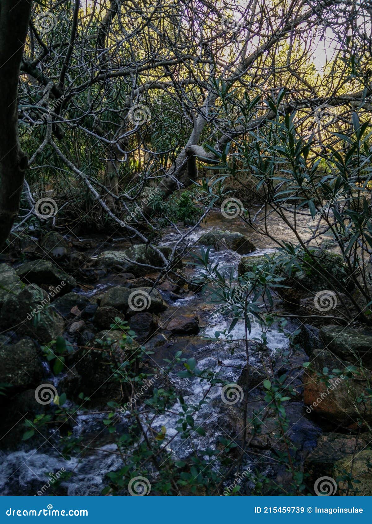 sardinia. natural environment. nerium oleander. oleander grove along the rio coxina, in the villacidro mountains