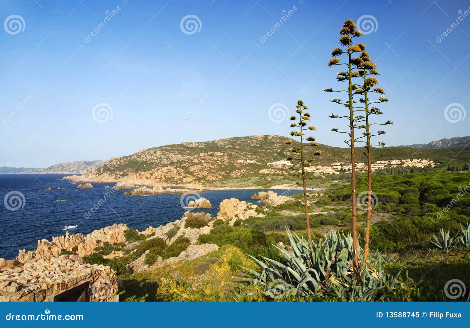 Sardinia shore and agave. Beautiful Sardinian sea landscape with rocks of Isola Rossa an blooming agave plat