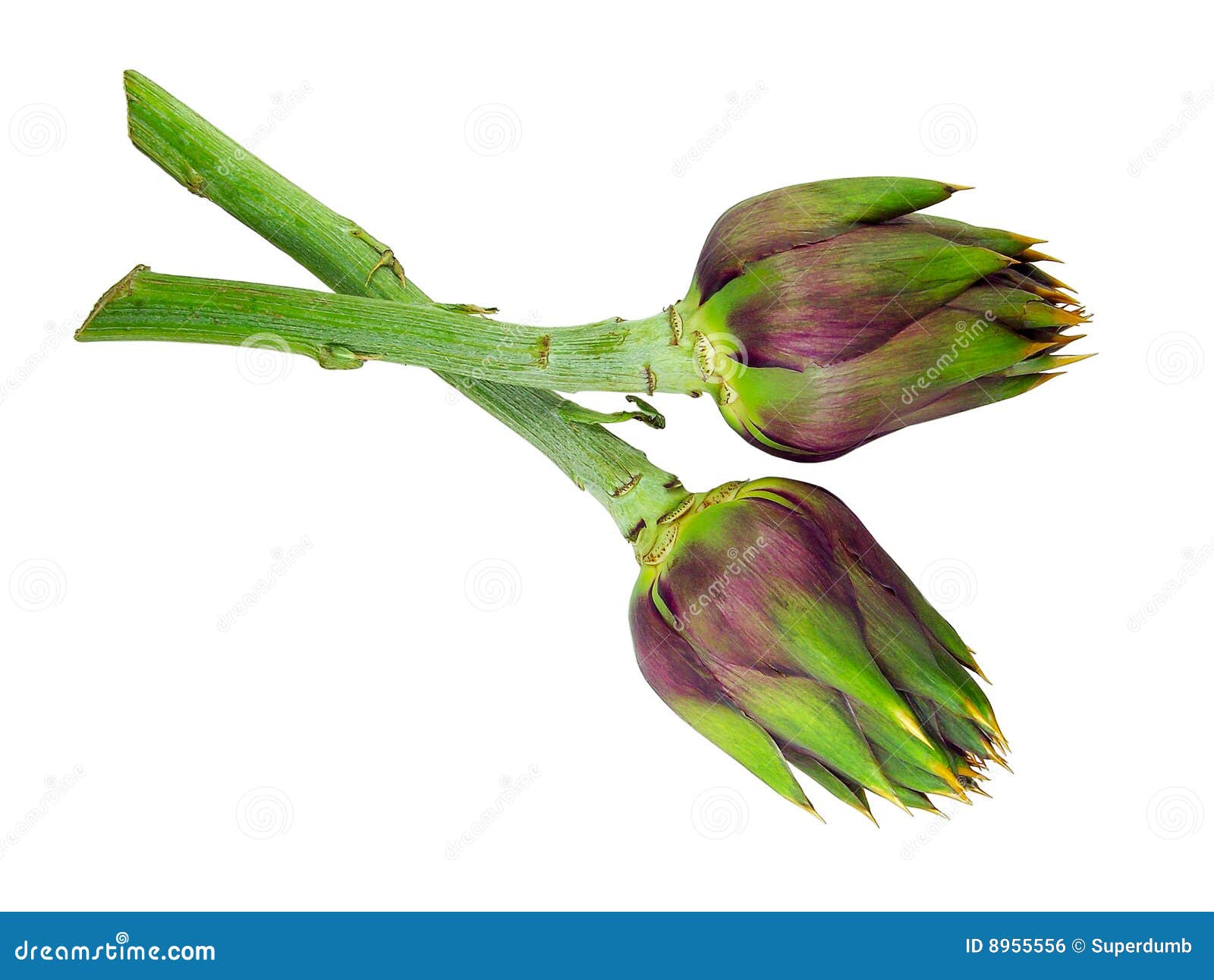 Spiked Artichokes Stock Photos Free & RoyaltyFree Stock Photos from