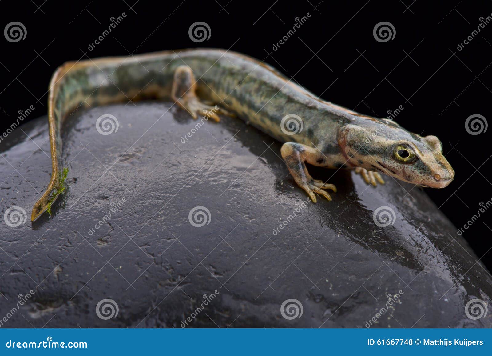 sardinian mountain newt (euproctus platycephalus)