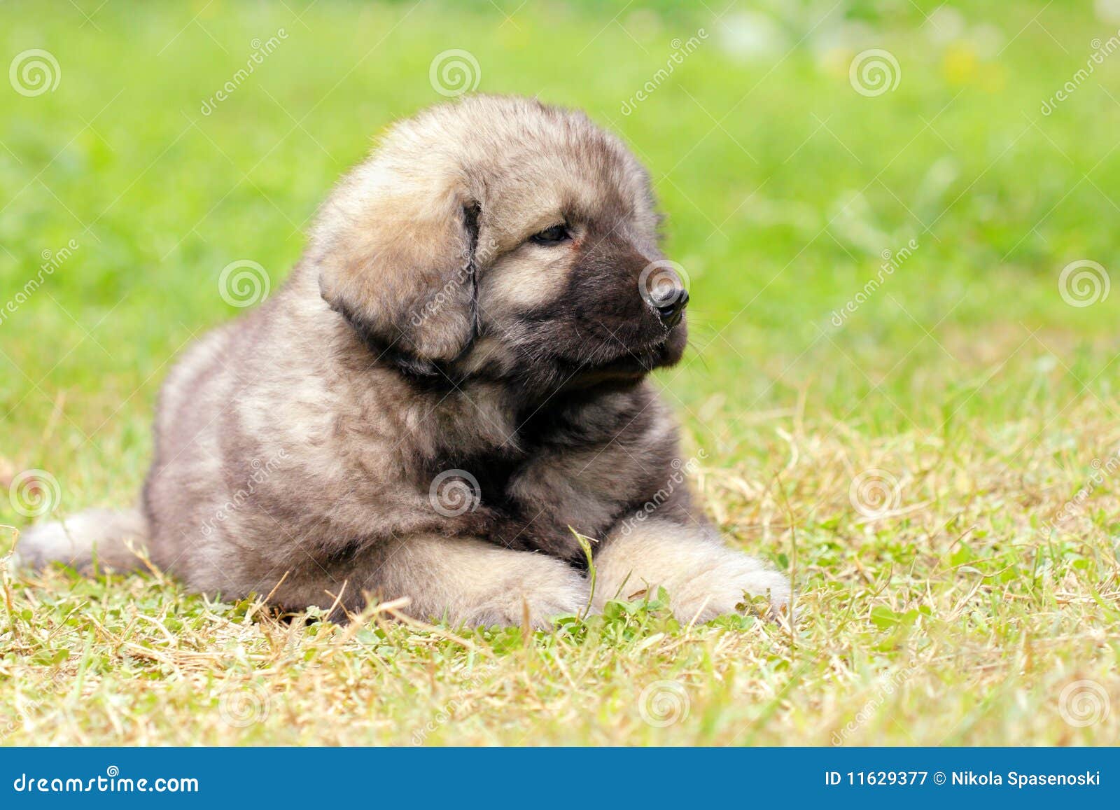Sarplaninec, Macedonian Shepherd Dog Stock Image Image of pedigreed, doggy 11629377