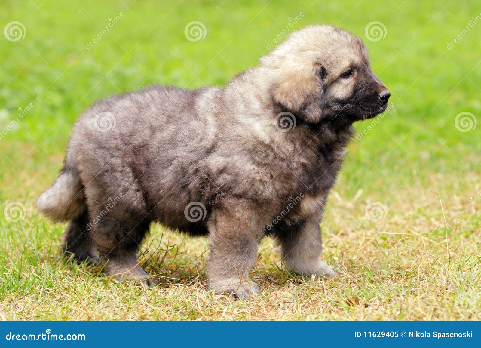 Sarplaninec, Macedonian Shepherd Dog Stock Image Image of lawn, sarplaninac 11629405