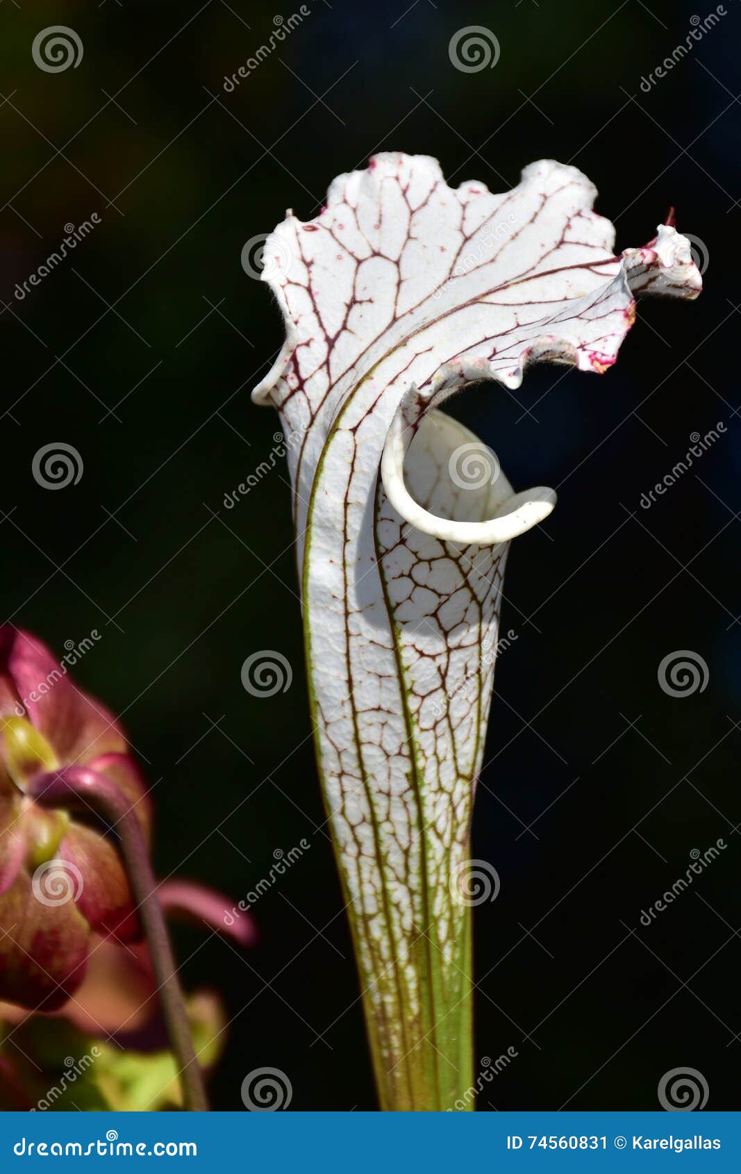 sarracenia leucophylla,carnivore plant
