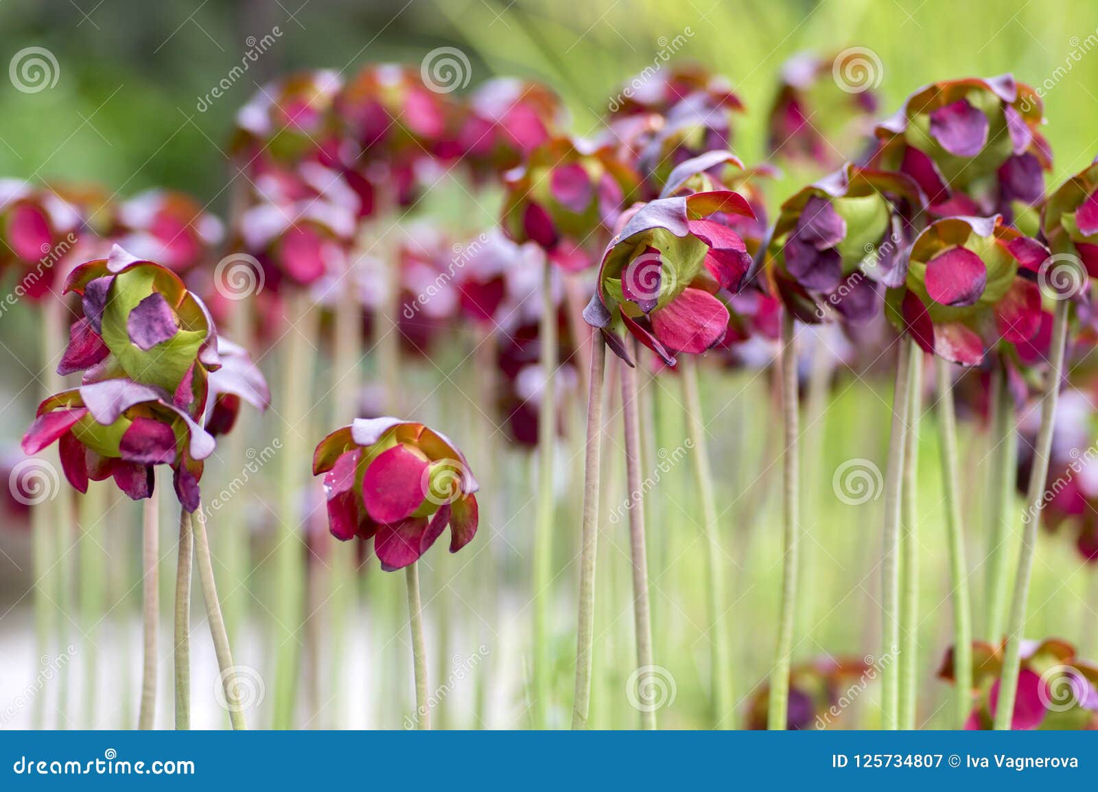 Amish ways purple pitcher plant