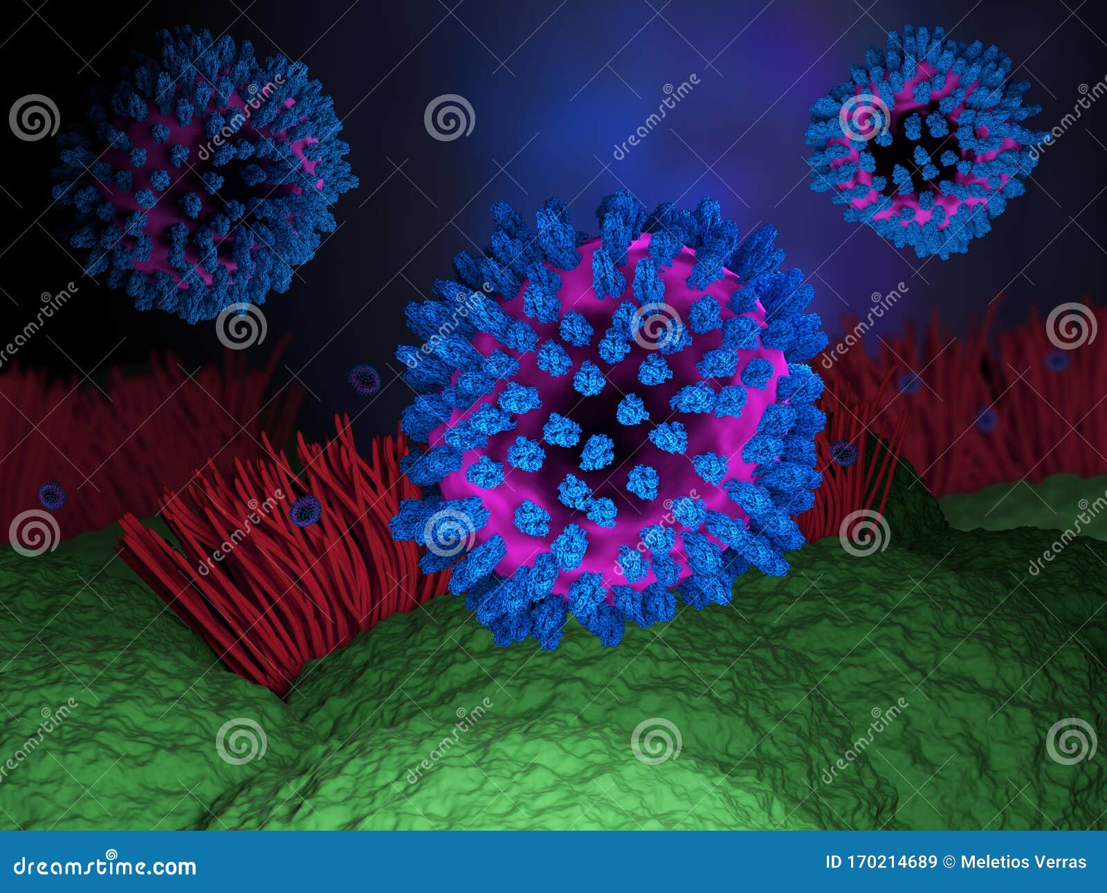 the sars coronavirus