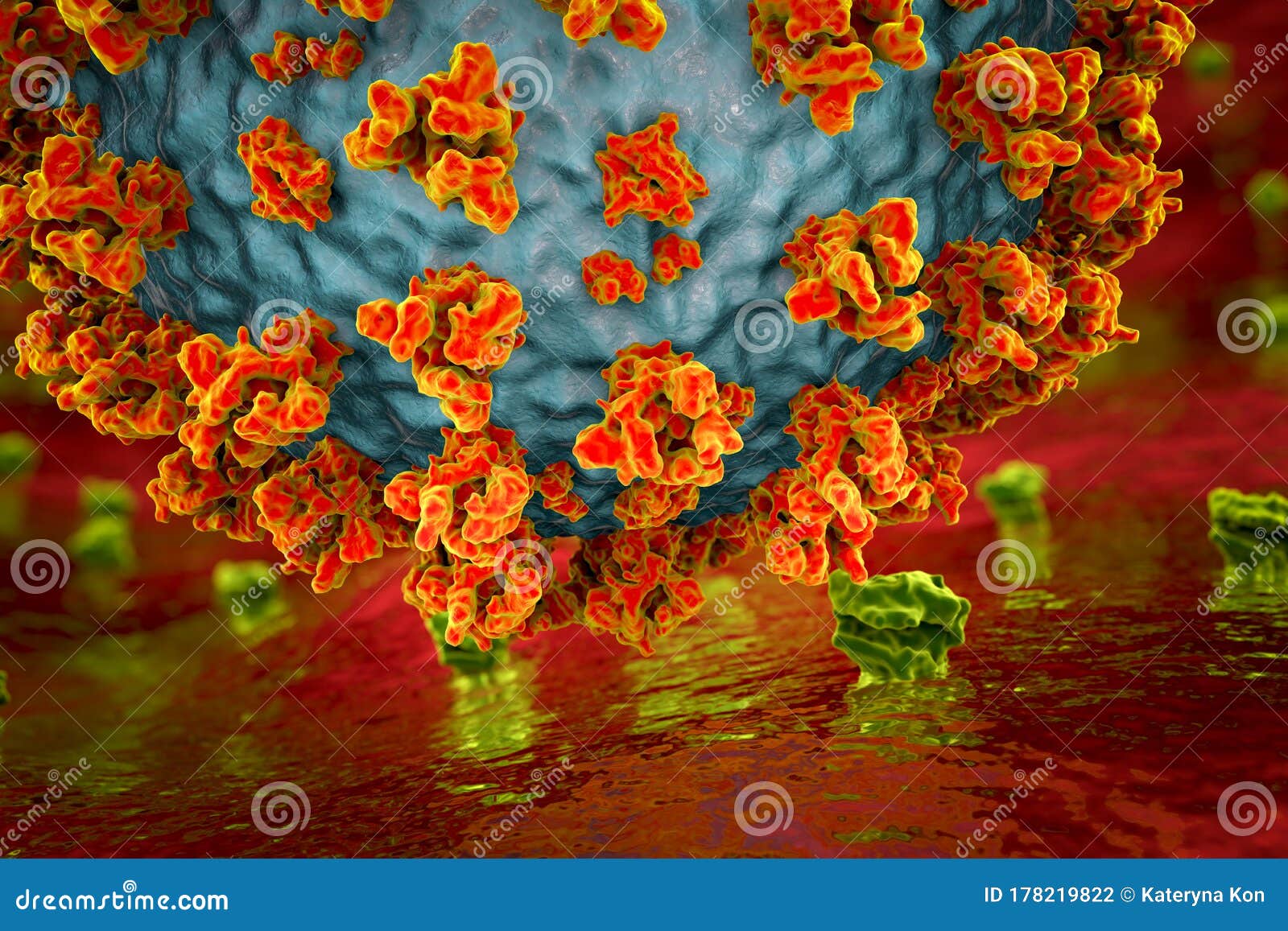 sars-cov-2 virus binding to ace2 receptors on a human cell
