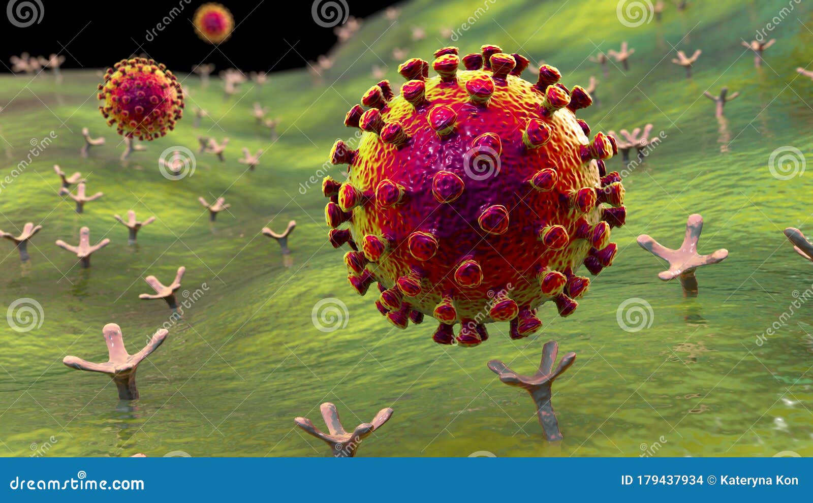 sars-cov-2 virus binding to ace2 receptors on a human cell