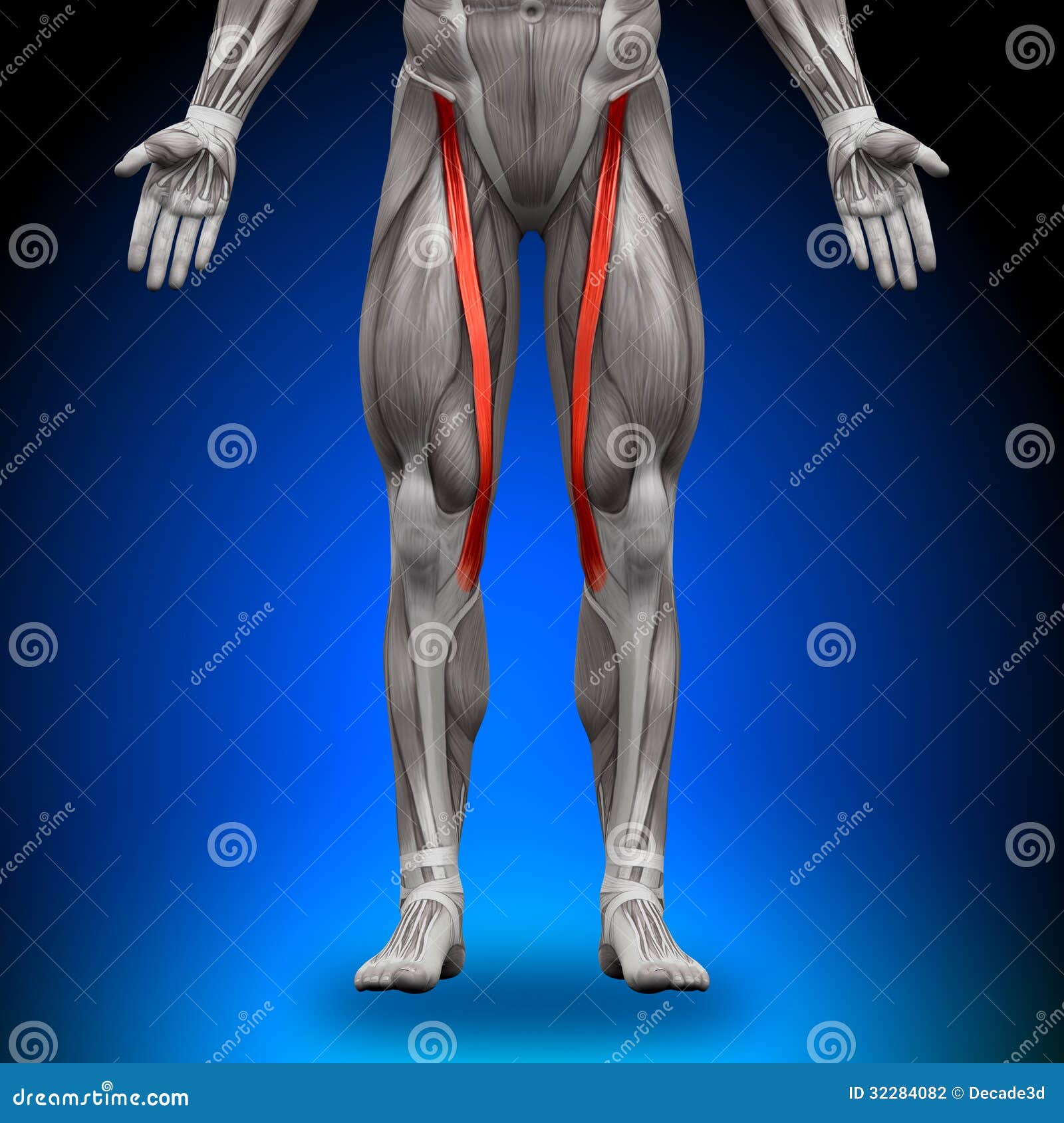 Sartorius Muscles D'anatomie Illustration Stock Illustration du