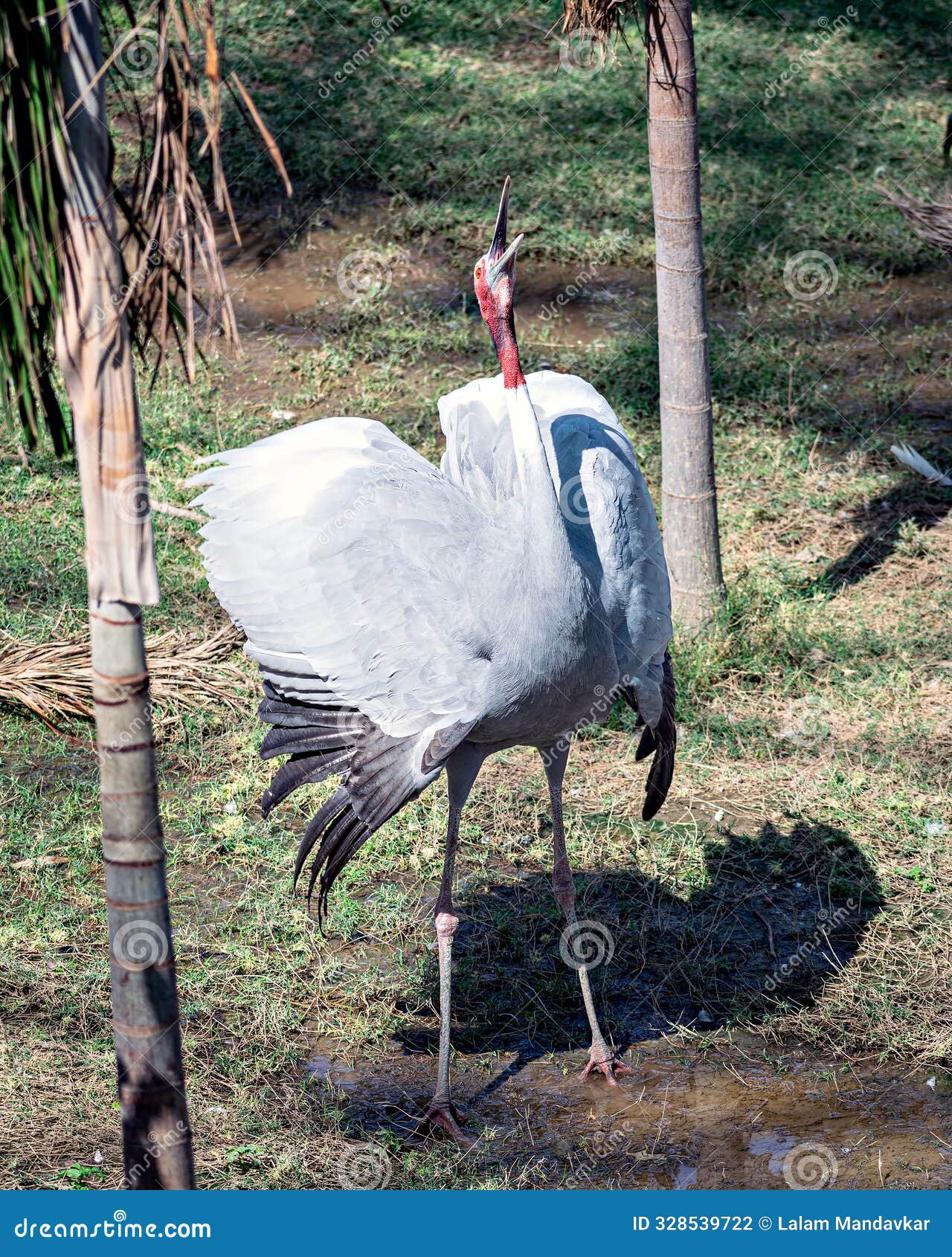 a sarus crane (antigone antigone) , barking loudly near a lake in kevadia near statue of unity gujrat, india