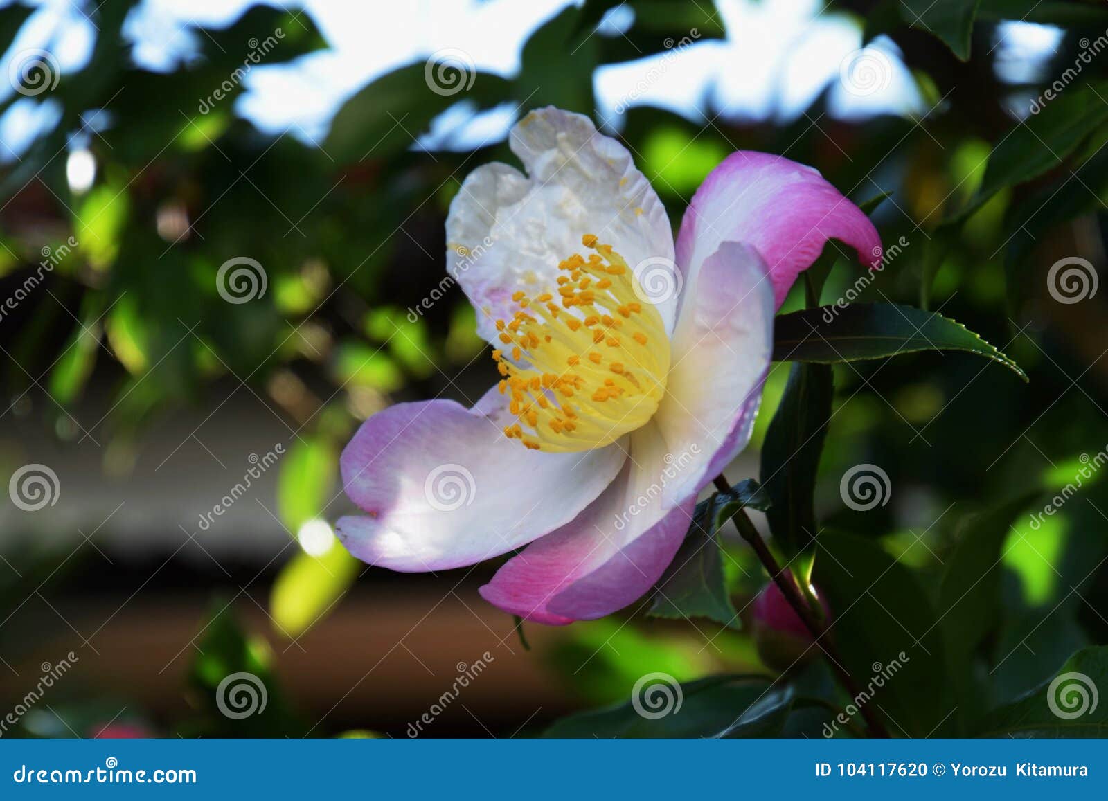 Sasanqua stock photo. Image of sasanqua, pink, flower - 104117620