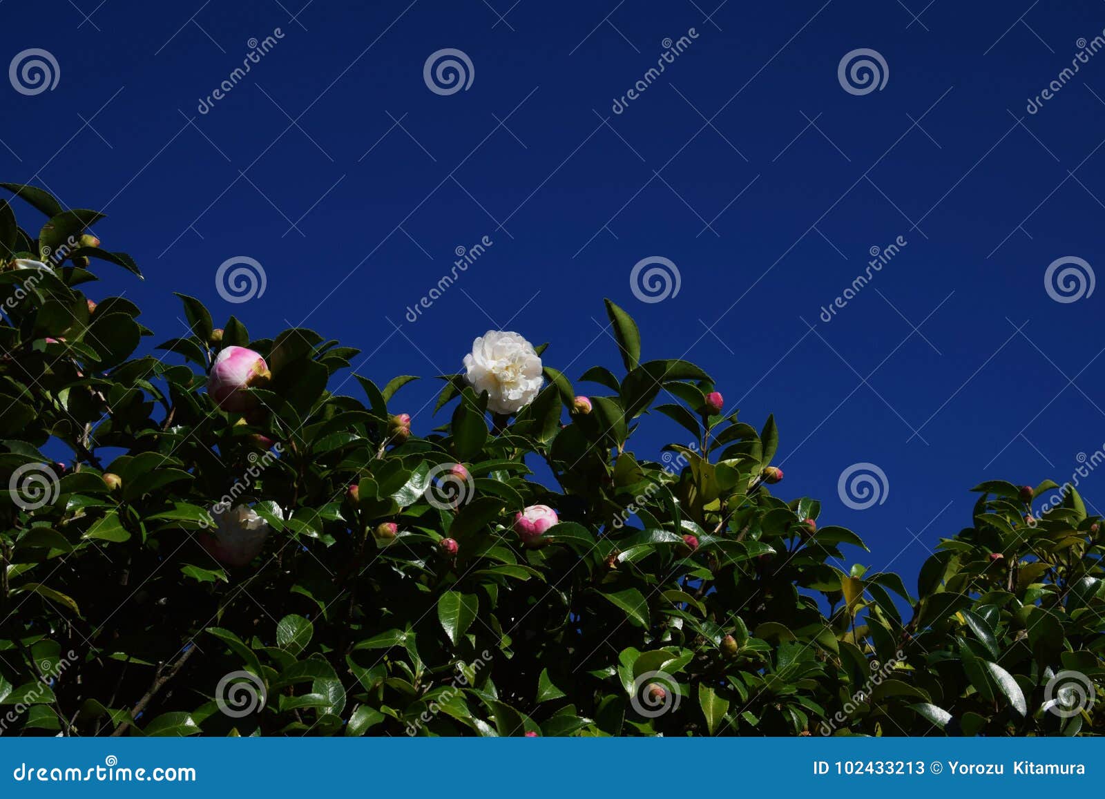 Sasanqua stock image. Image of camellia, flowers, native - 102433213