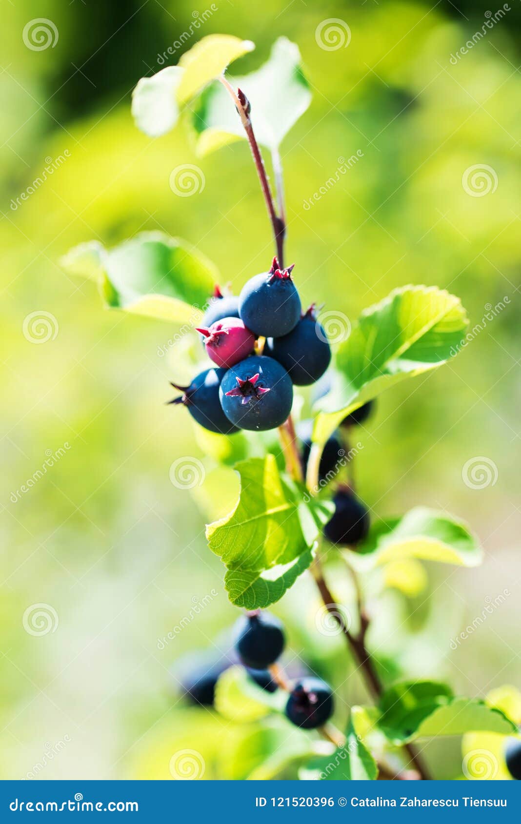 saskatoon berries ripen on a branch