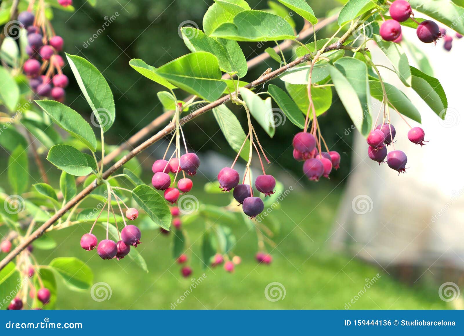 Saskatoon Berries Tree Branch Stock Photo Image of bunch, branch