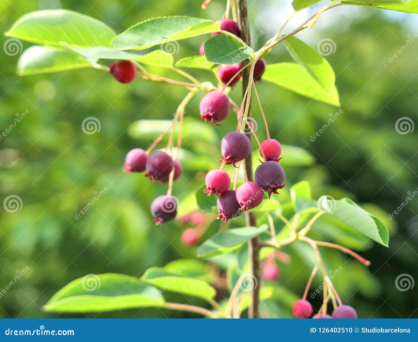 Saskatoon Berries on Branch Stock Photo Image of summer, green 126402510