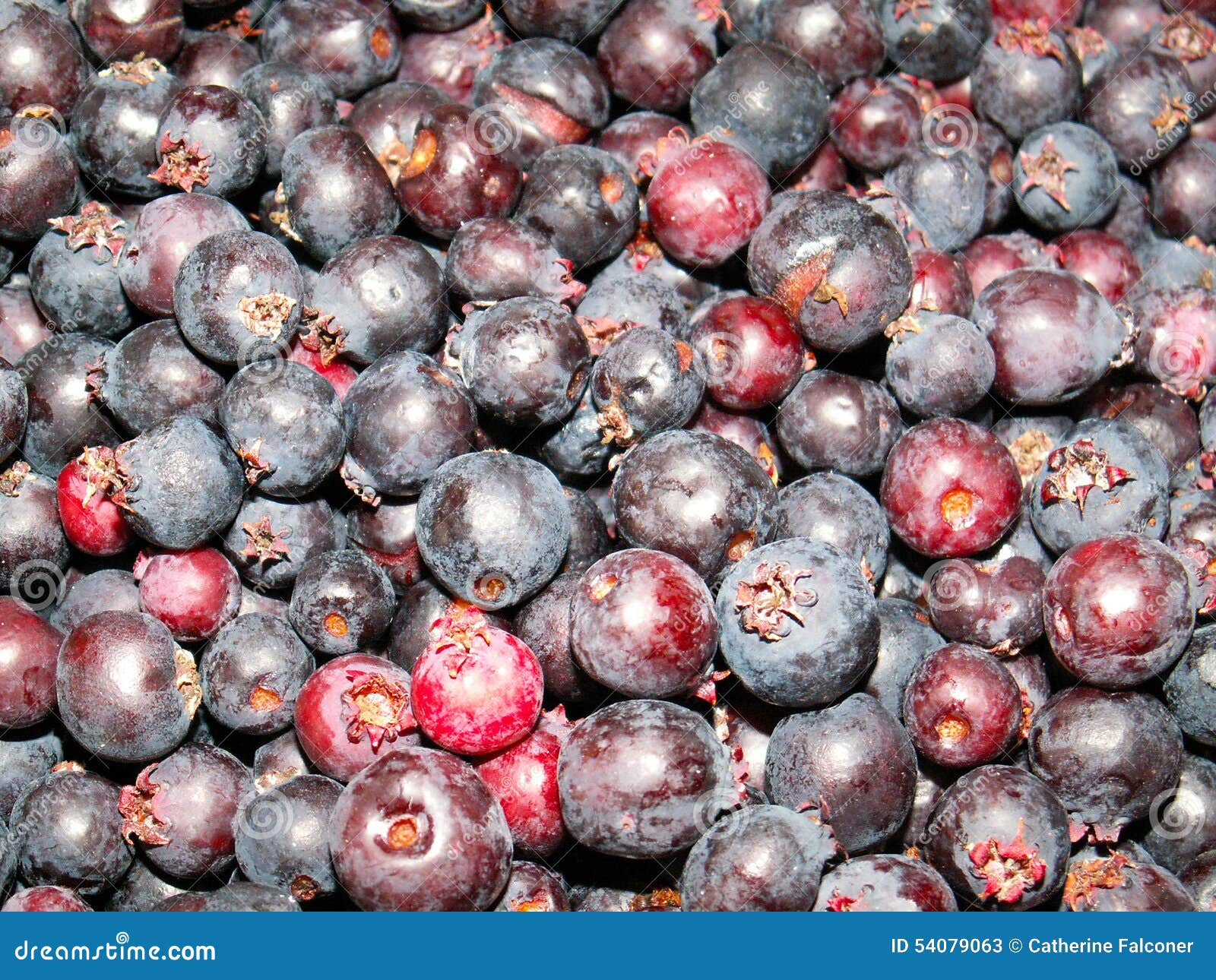 Saskatoon Berries stock image. Image of saskatoon, chuckley 54079063