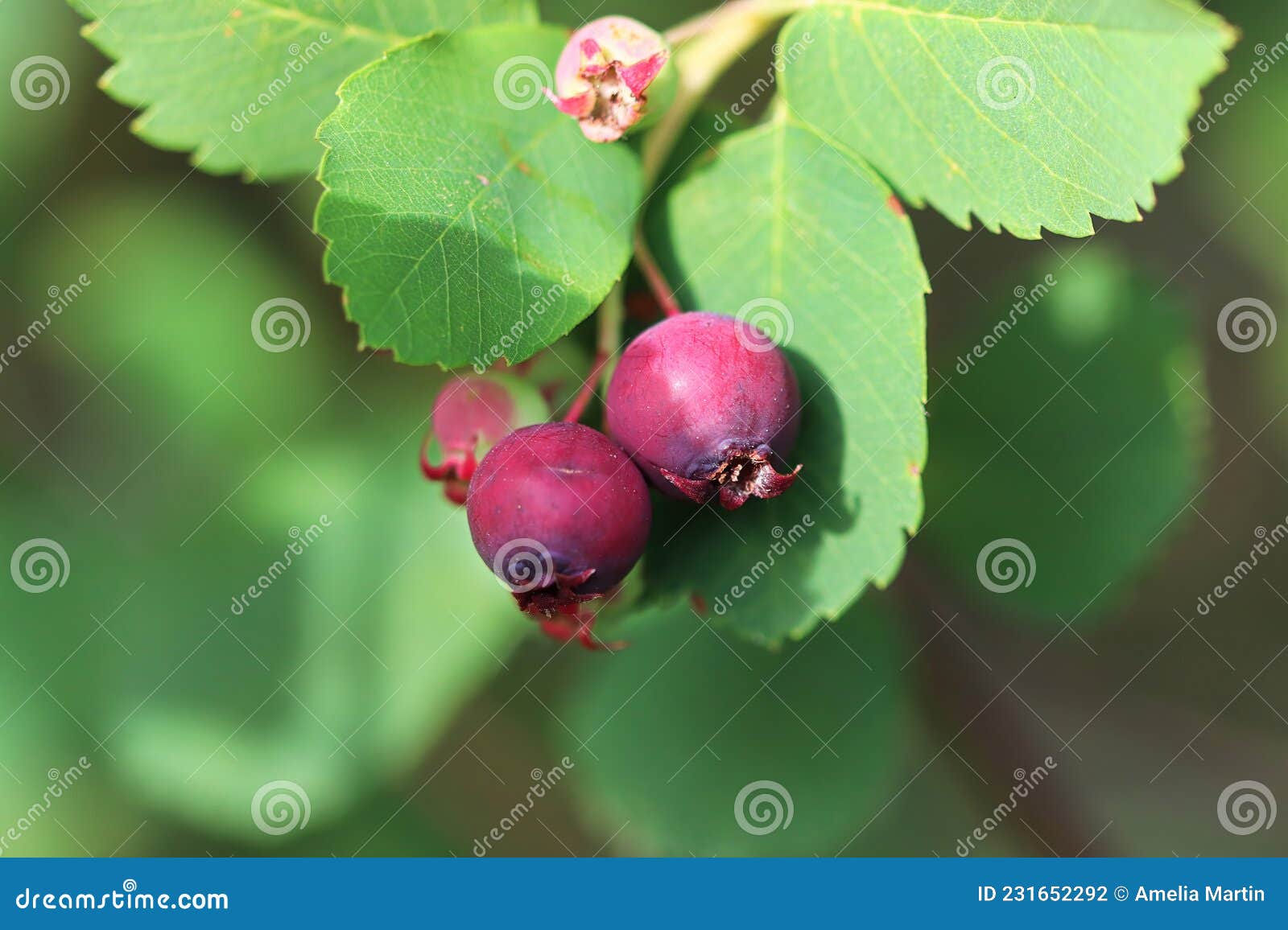 Saskatoon Berries and Leaves on a Tree Stock Photo Image of branch