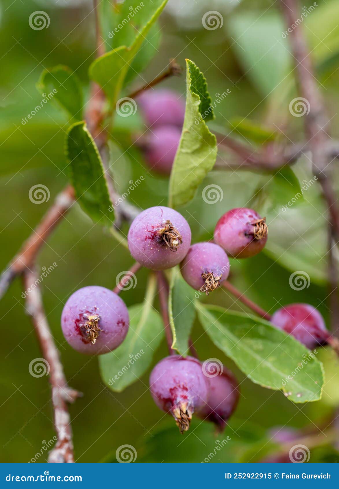 Saskatoon Berries and Leaves on a Tree Stock Image Image of nature
