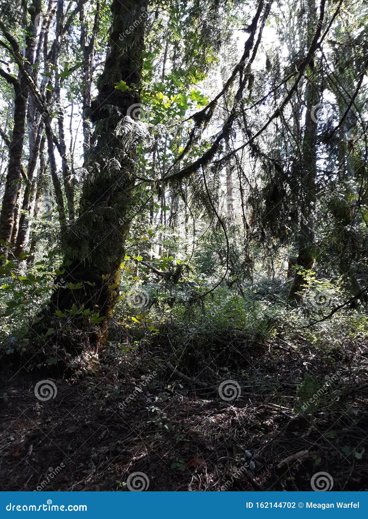 Sasquatch Haven stock photo. Image of sasquatch, trees 162144702