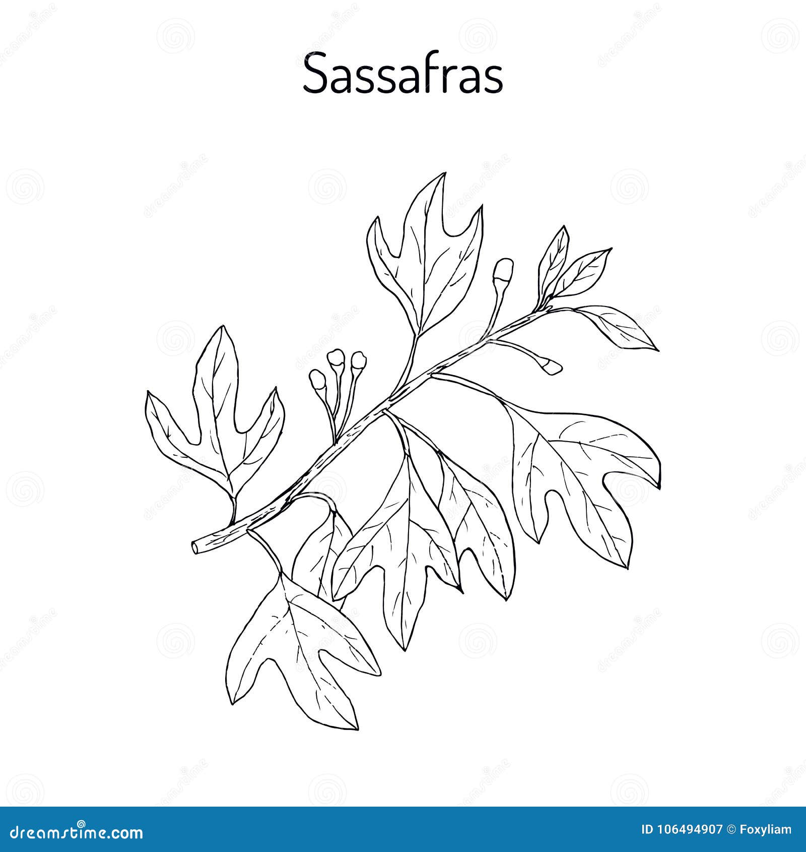 Sassafras Albidum Medicinal Plant Stock Vector - Illustration of