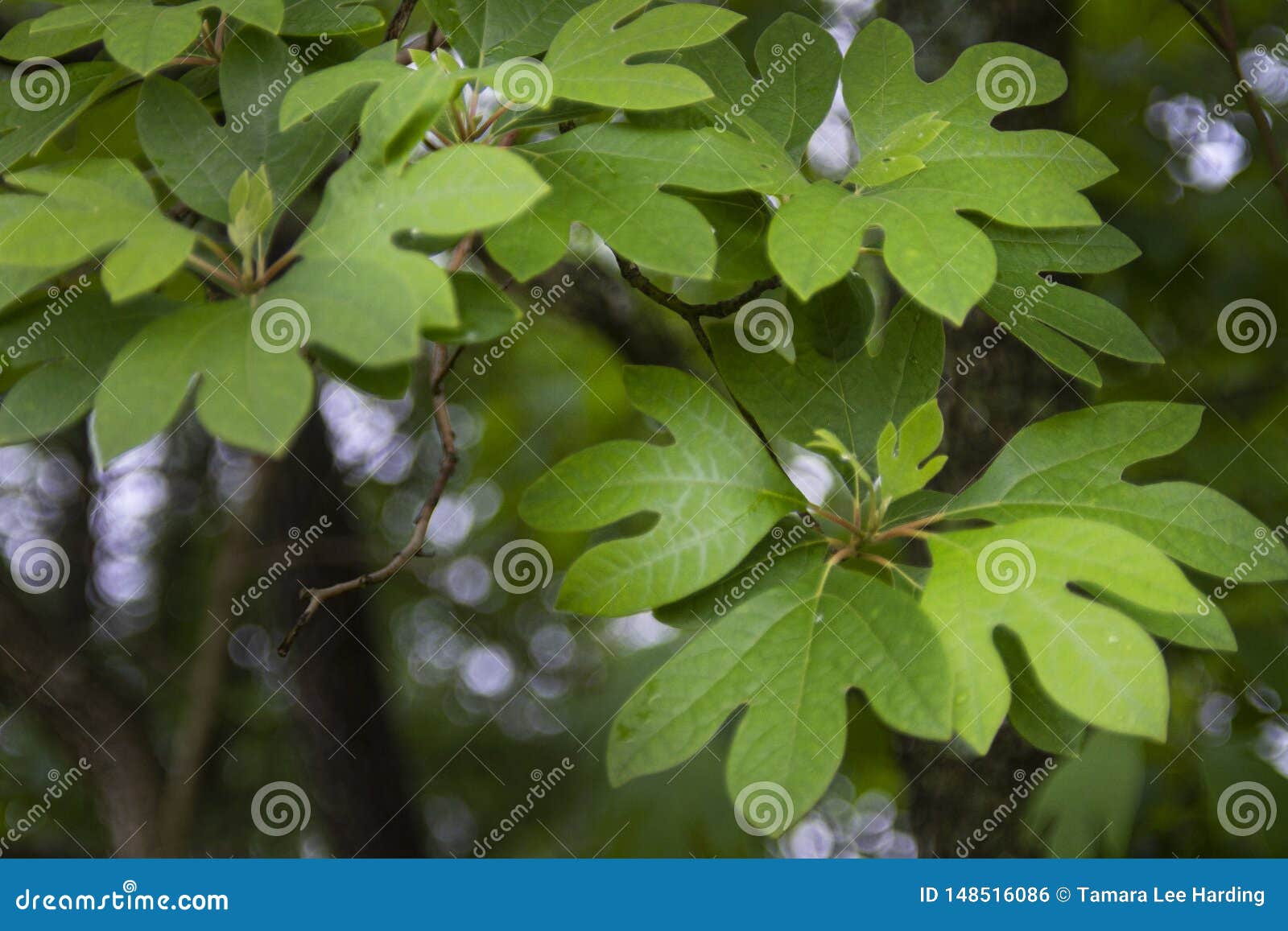 sassafras tree leaves in detail with bokeh