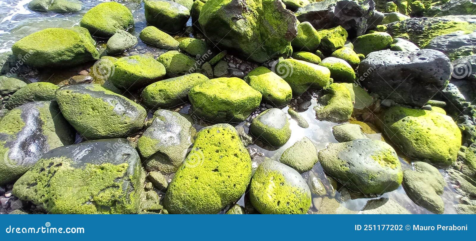 sassi di pietra lavica ricoperti di alghe verde brillante