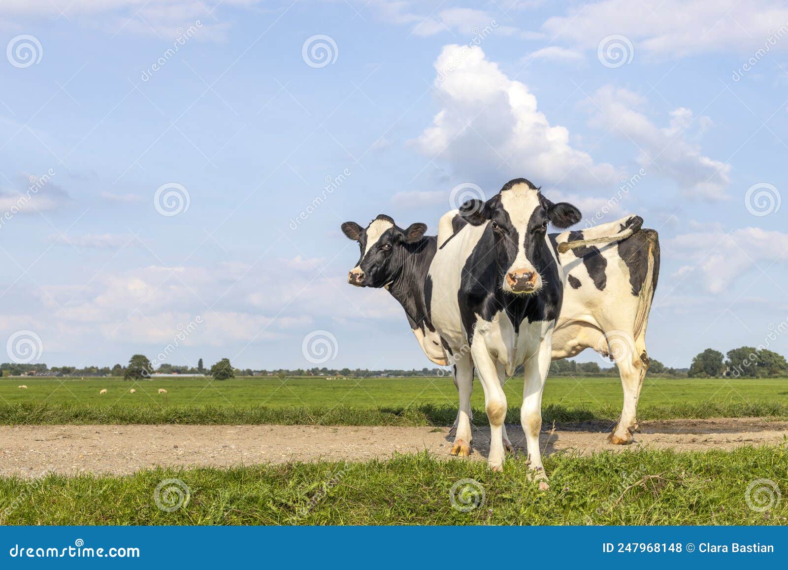 Sassy Cows Full Length on a Path in a Field, 2 Black and White Holstein ...