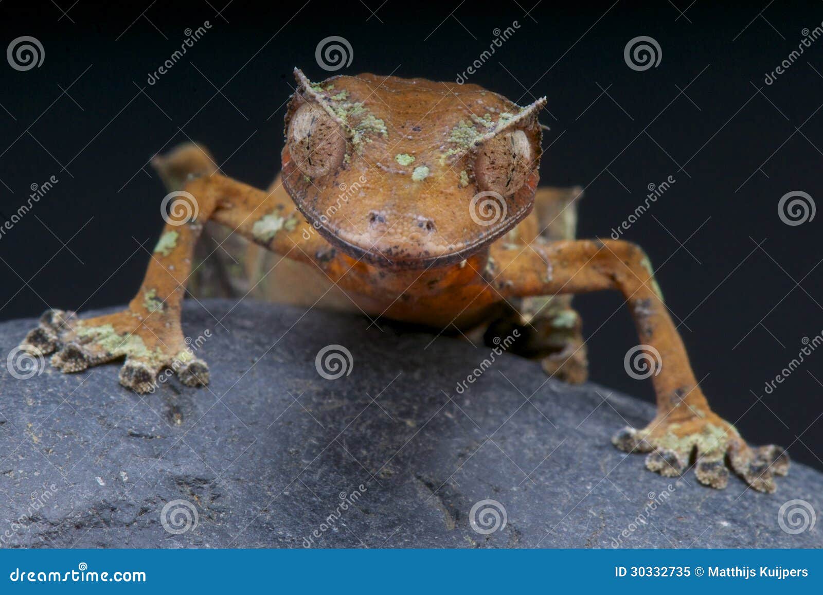 satanic leaf-tailed gecko / uroplatus phantasticus