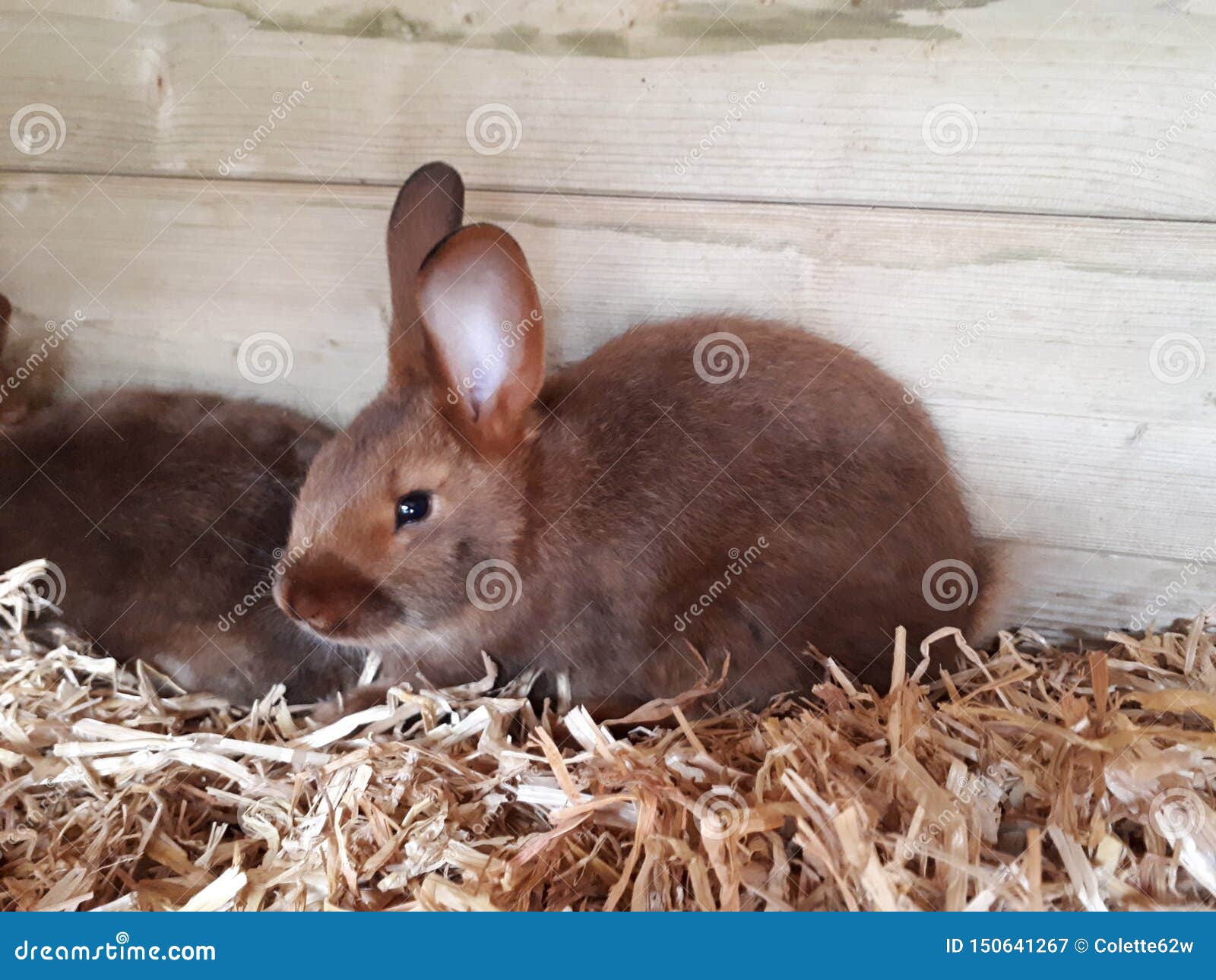 Satin rabbit sales