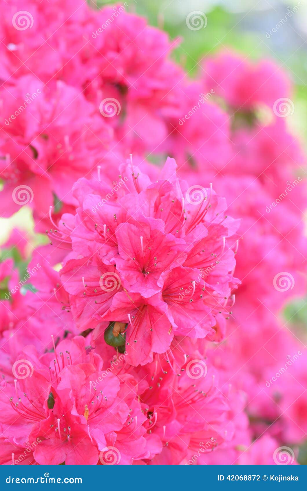 Satsuki azalea stock photo. Image of plant, flower, beautiful 42068872