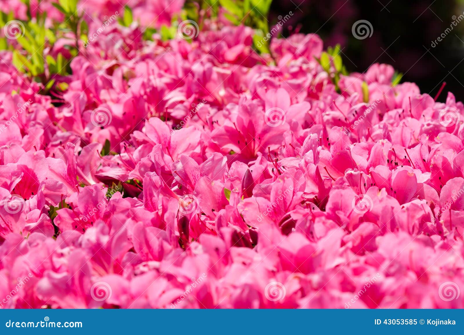 Satsuki azalea stock image. Image of flower, rhododendron 43053585