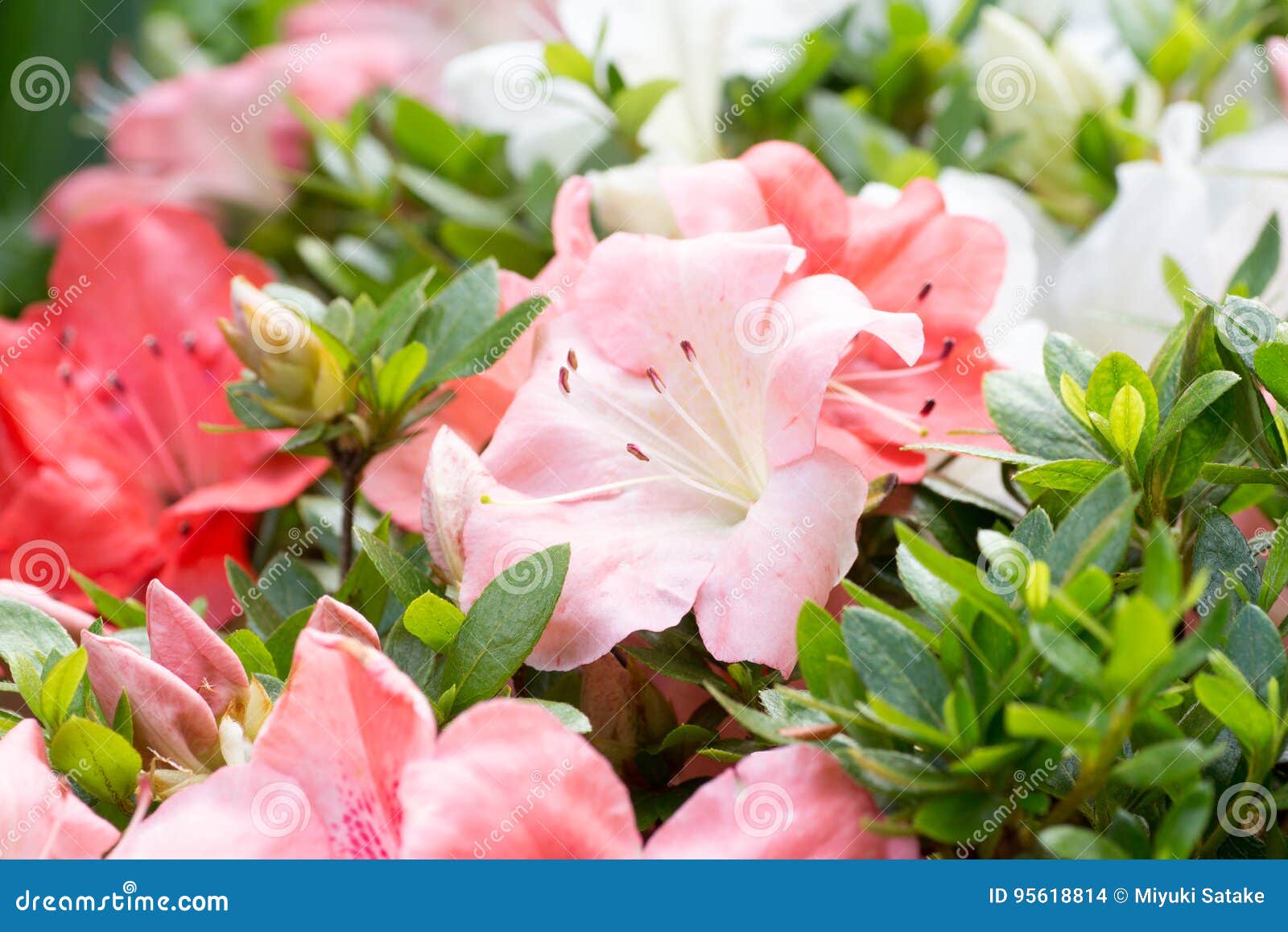 Satsuki azalea stock photo. Image of bush, blooming, white 95618814