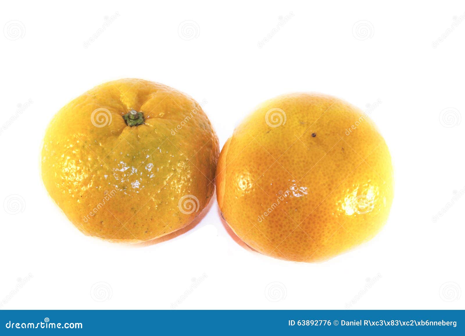 Satsuma isolated stock photo. Image of leathery, hardy 63892776