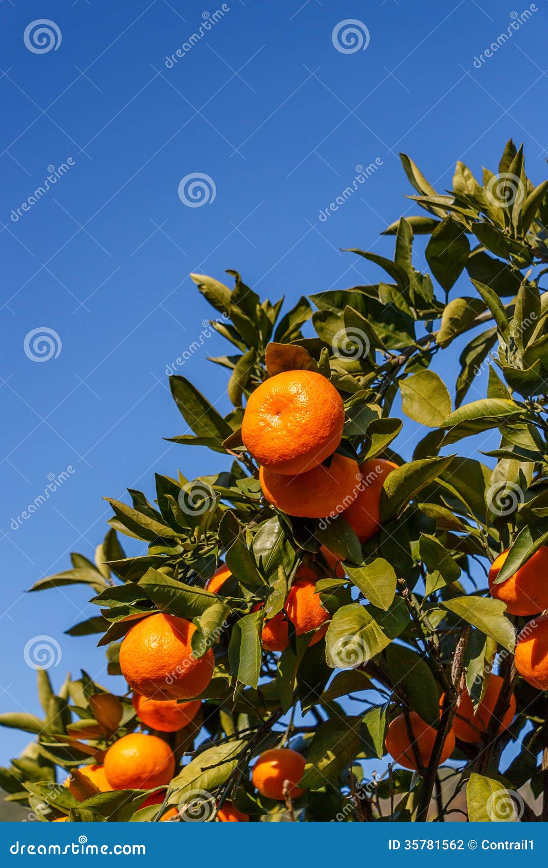 Satsuma stock photo. Image of satsuma, nature, japanese 35781562