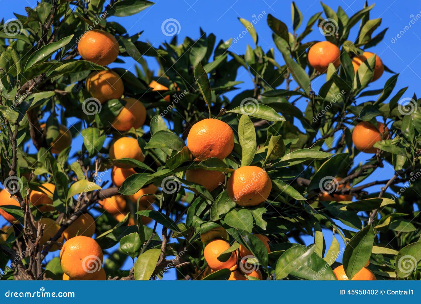 Satsuma stock photo. Image of japanese, satsuma, citrus 45950402
