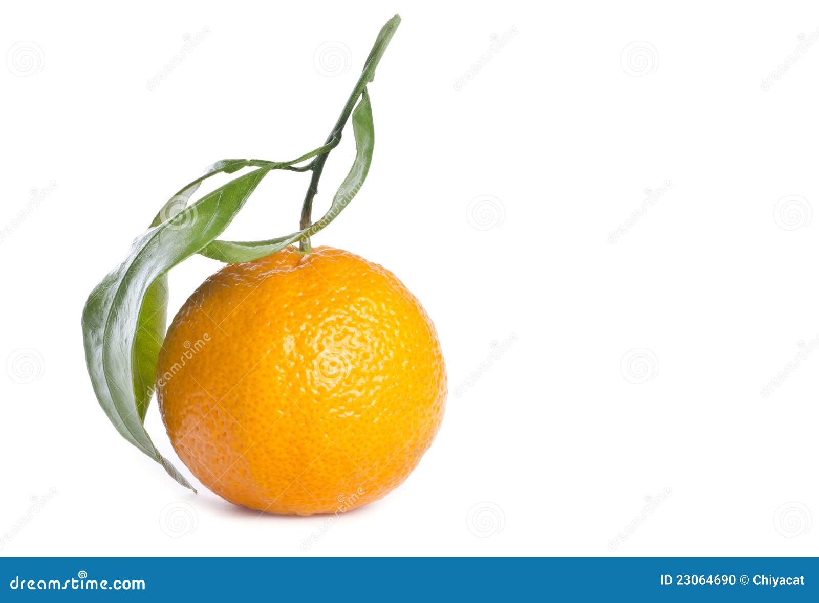 Satsuma Mandarin Orange Isolated on White Stock Photo Image of food