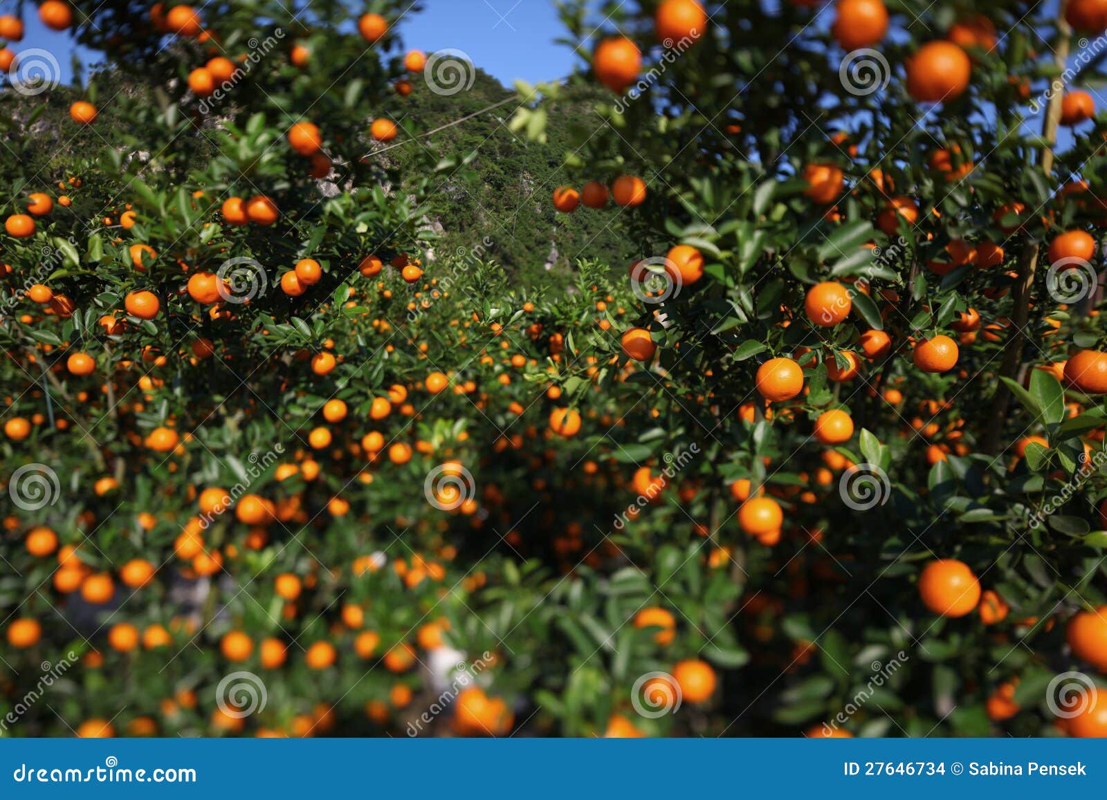 Satsuma Orchard in Japan Also Christmas Symbol Stock Photo Image of