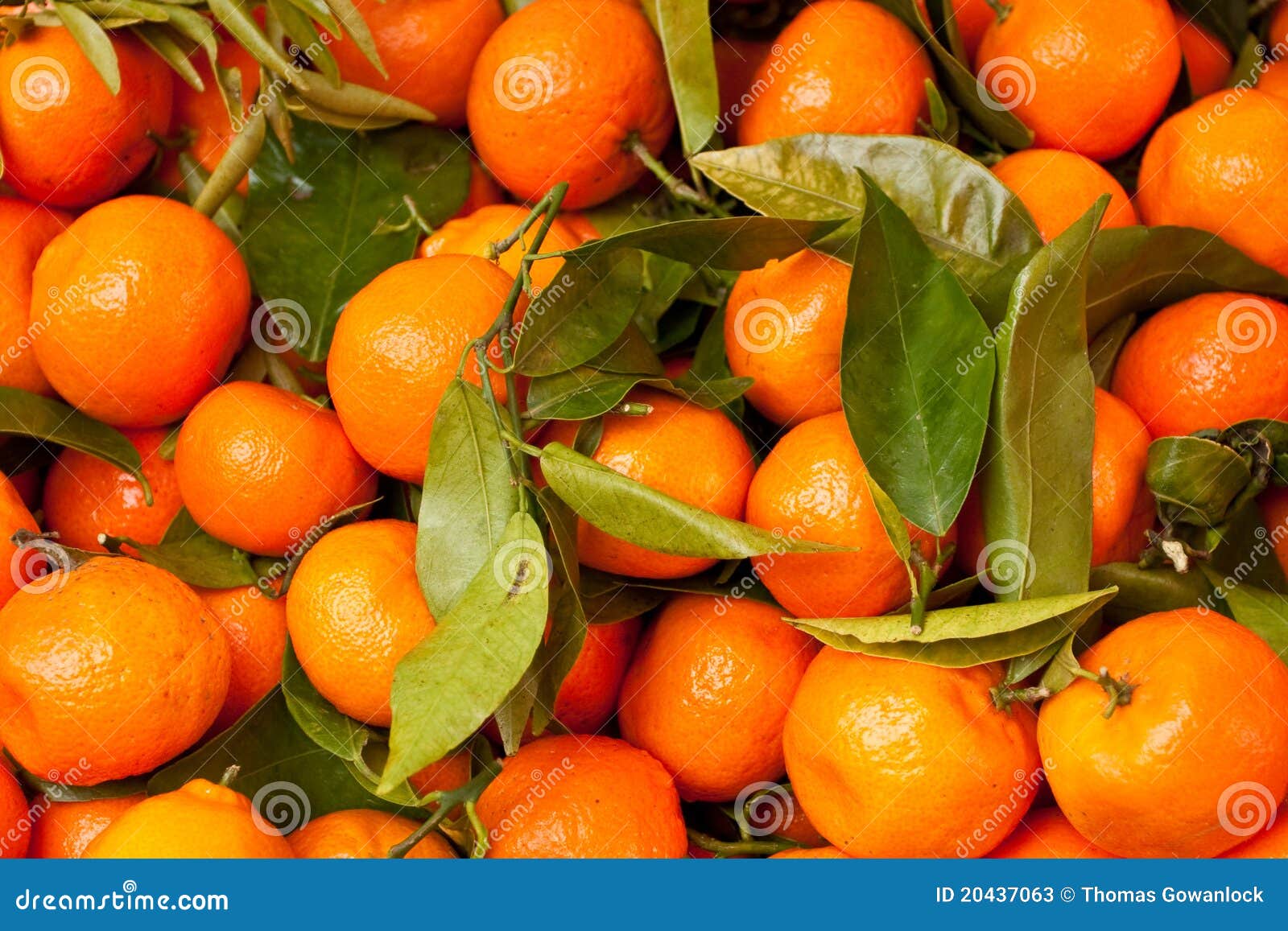 Satsumas stock image. Image of farm, fresh, macro, farmer 20437063